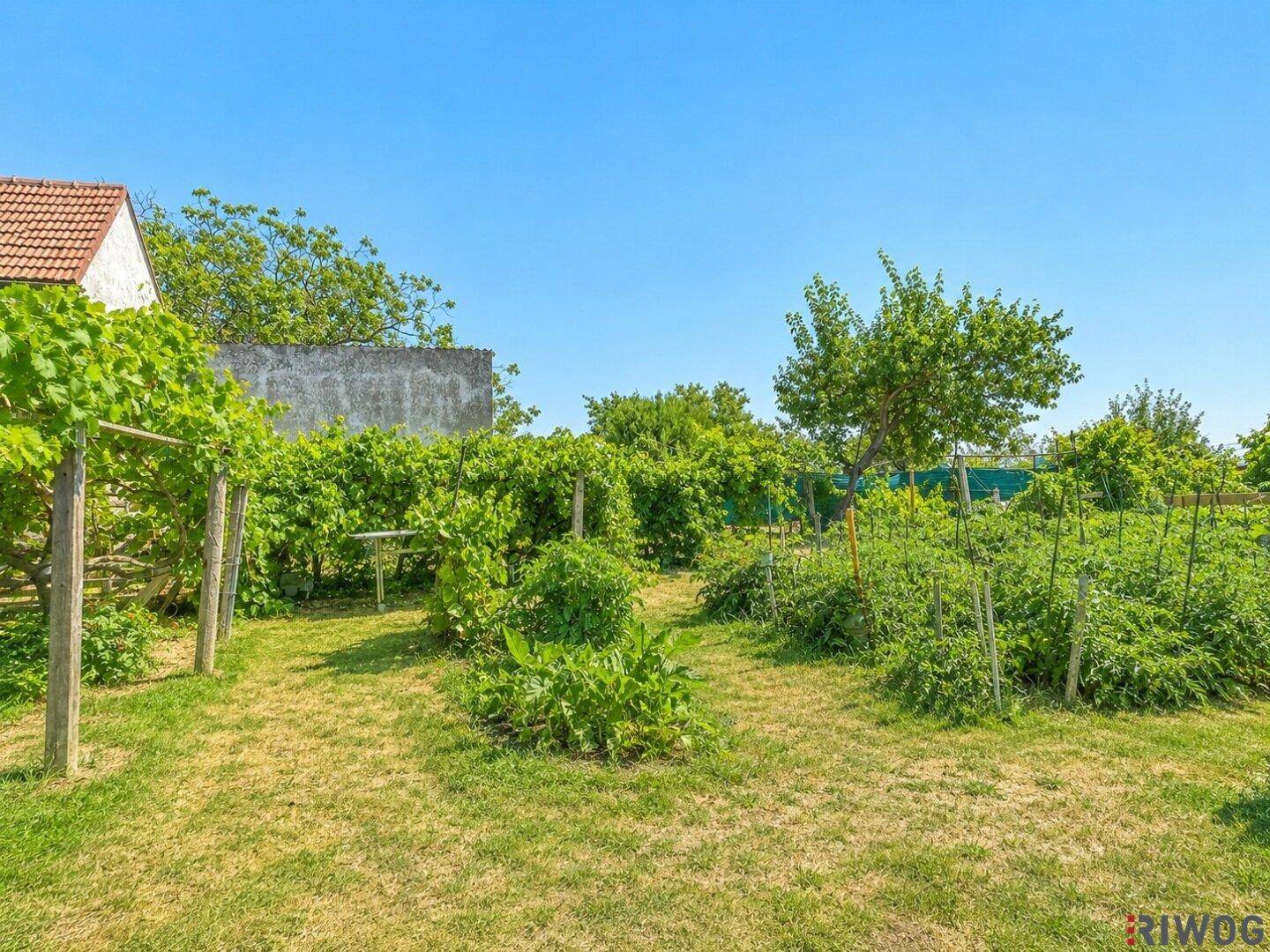 Garten mit Weinreben an Holzspalieren, gemischten Grünflächen und einem Haus im Hintergrund.