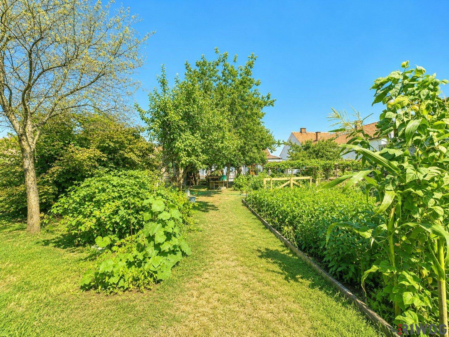 Gartenweg zwischen Rasen und einem üppigen Gemüsegarten mit hohen Pflanzen und Bäumen.