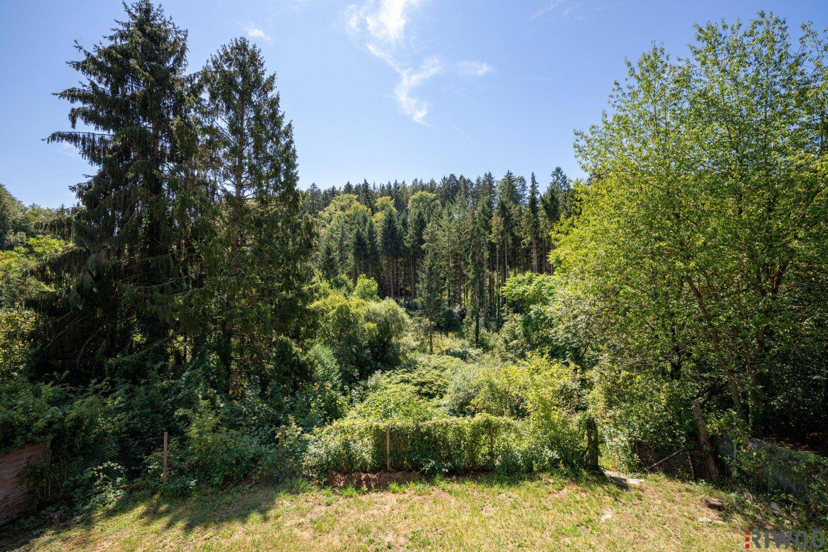 Naturbelassener Gartenbereich mit üppiger Vegetation und hohem Baumbestand im Hintergrund.