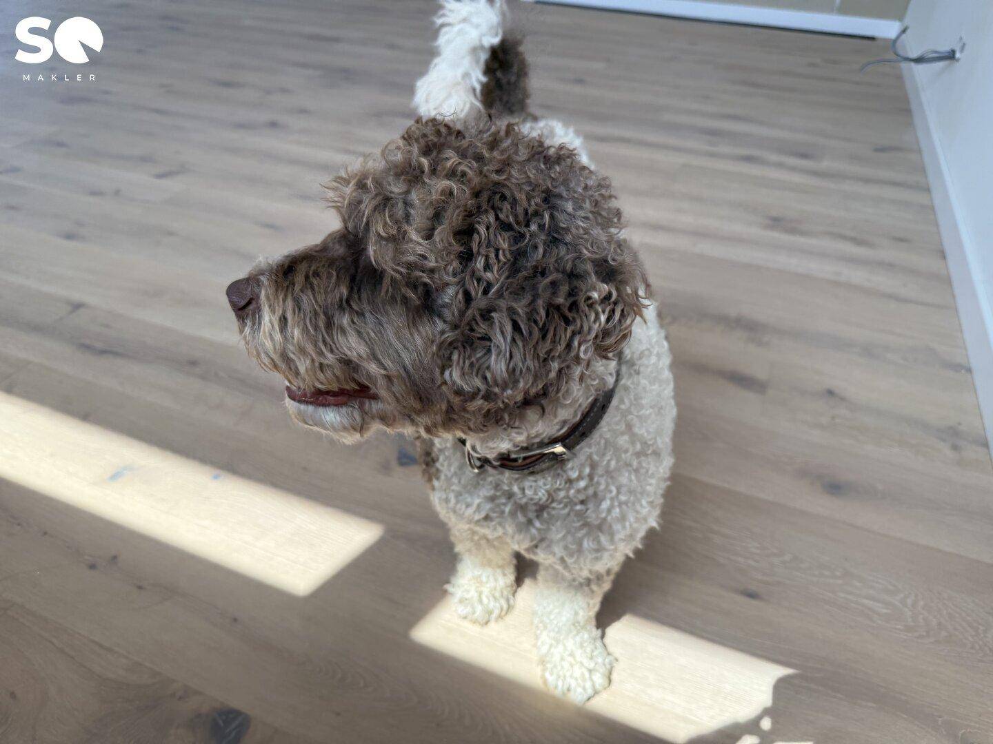 Ein Hund steht auf einem hellen Holzboden in einem sonnigen Innenraum.