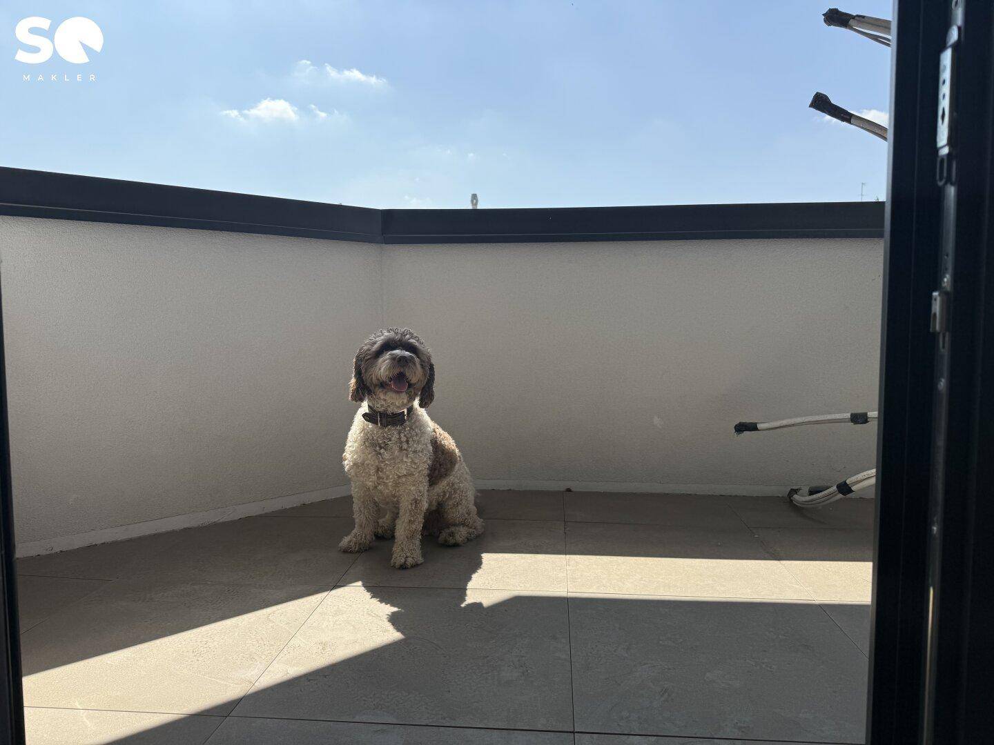 Ein Hund entspannt auf einer sonnigen, gefliesten Terrasse mit hohen Wänden und blauem Himmel.