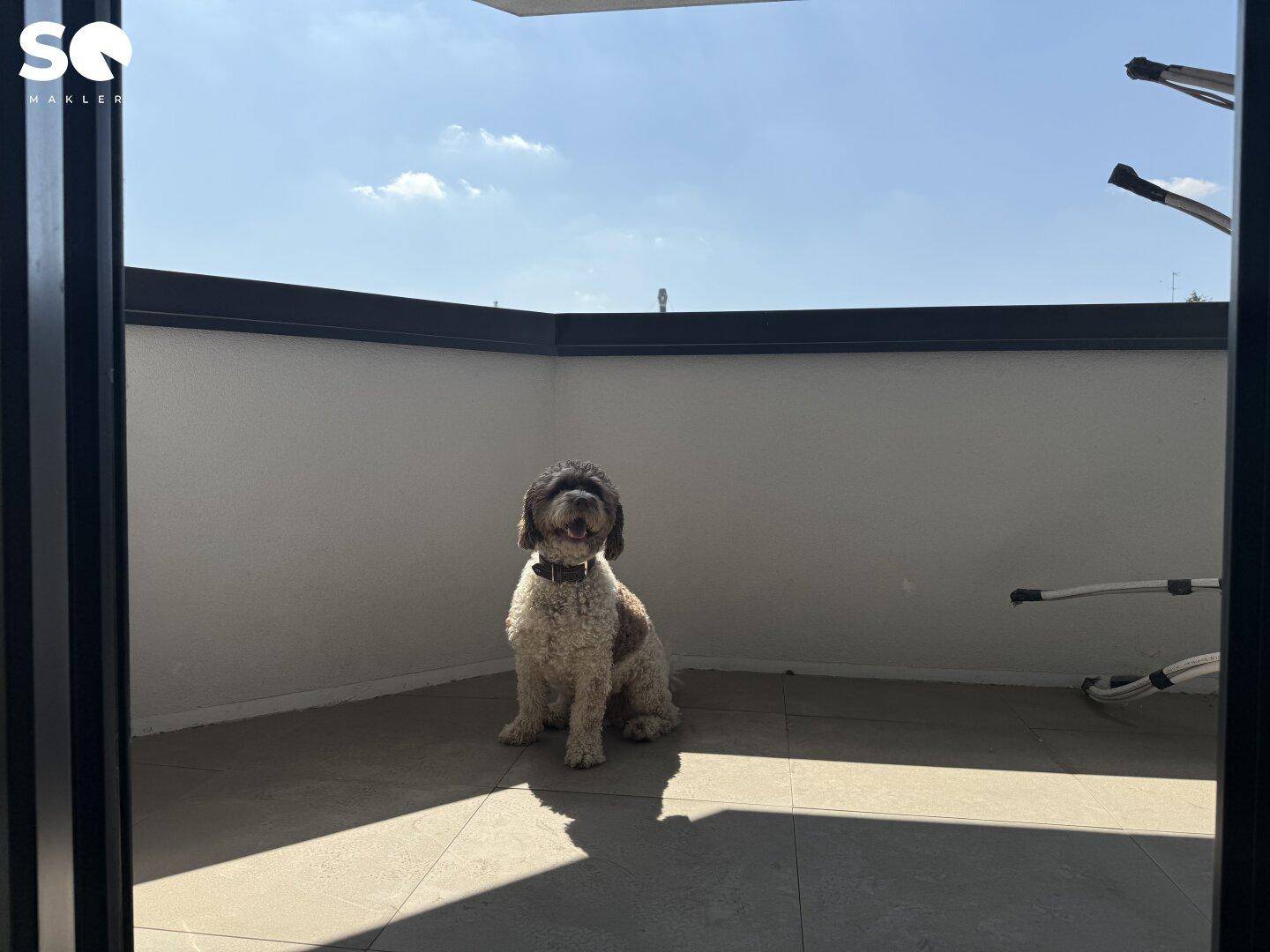 Ein Hund genießt die Sonne auf einer gefliesten Terrasse mit hohen Wänden und blauem Himmel.