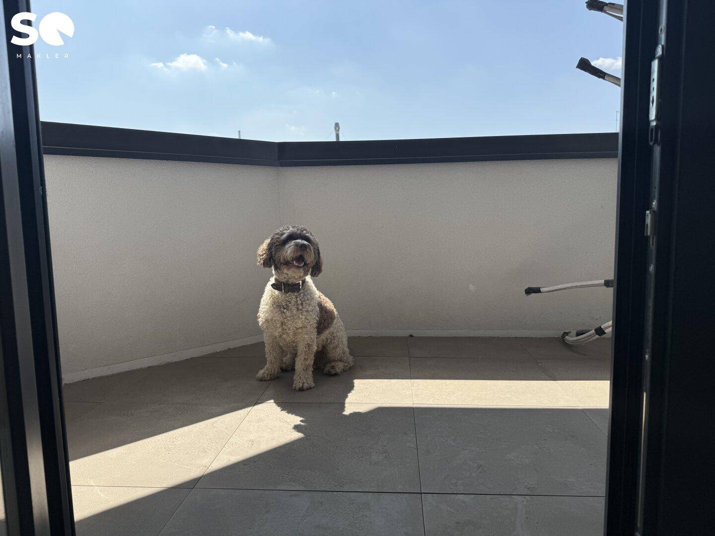Ein Hund sitzt auf einer sonnigen, gefliesten Terrasse mit hohen Wänden und klarem Himmel.
