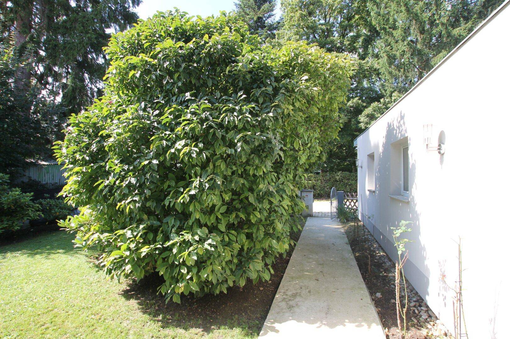 Seitlicher Zugang zum Haus, umgeben von üppigem Grün und einem großen Baum.