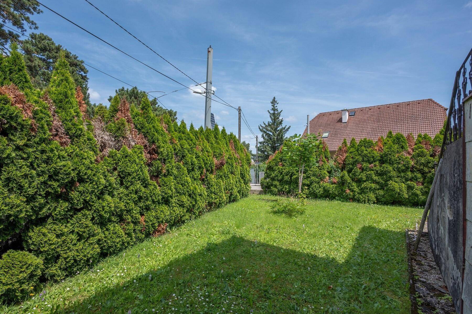 Sonniger Garten mit hoher Hecke und Blick auf die umliegenden Häuser.