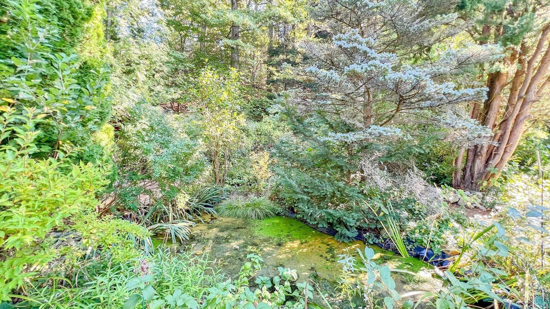Naturnaher Gartenbereich mit Teich, üppiger Vegetation und altem Baumbestand.
