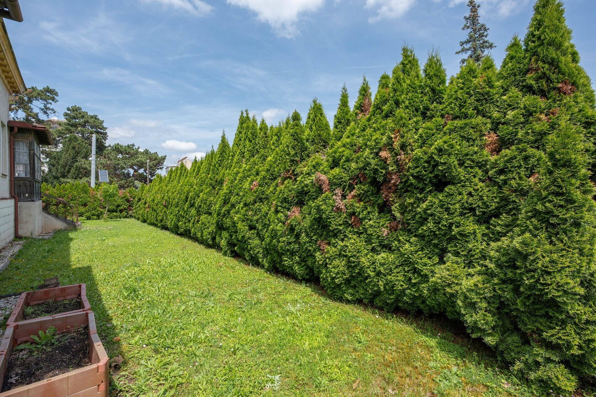 Gepflegter Gartenbereich mit hoher Hecke, Rasenfläche und kleinen Hochbeeten.