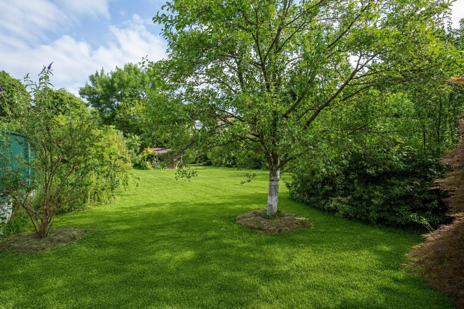 Idyllischer Garten mit einem zentralen Baum und weitem Rasen, umgeben von dichter grüner Vegetation.