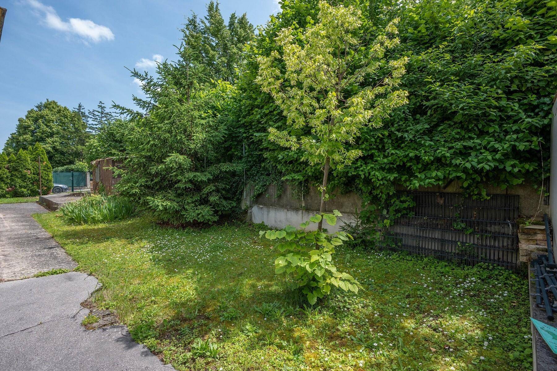 Naturbelassener Gartenbereich mit Bäumen, Sträuchern und viel Grün.