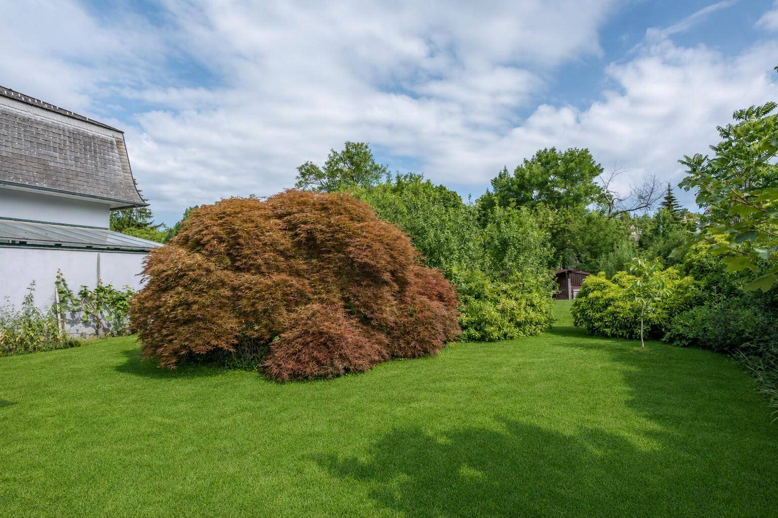Gepflegter Garten mit einem auffälligen roten Ahornbaum und weitem Rasen, neben einem Teil des Hauses.