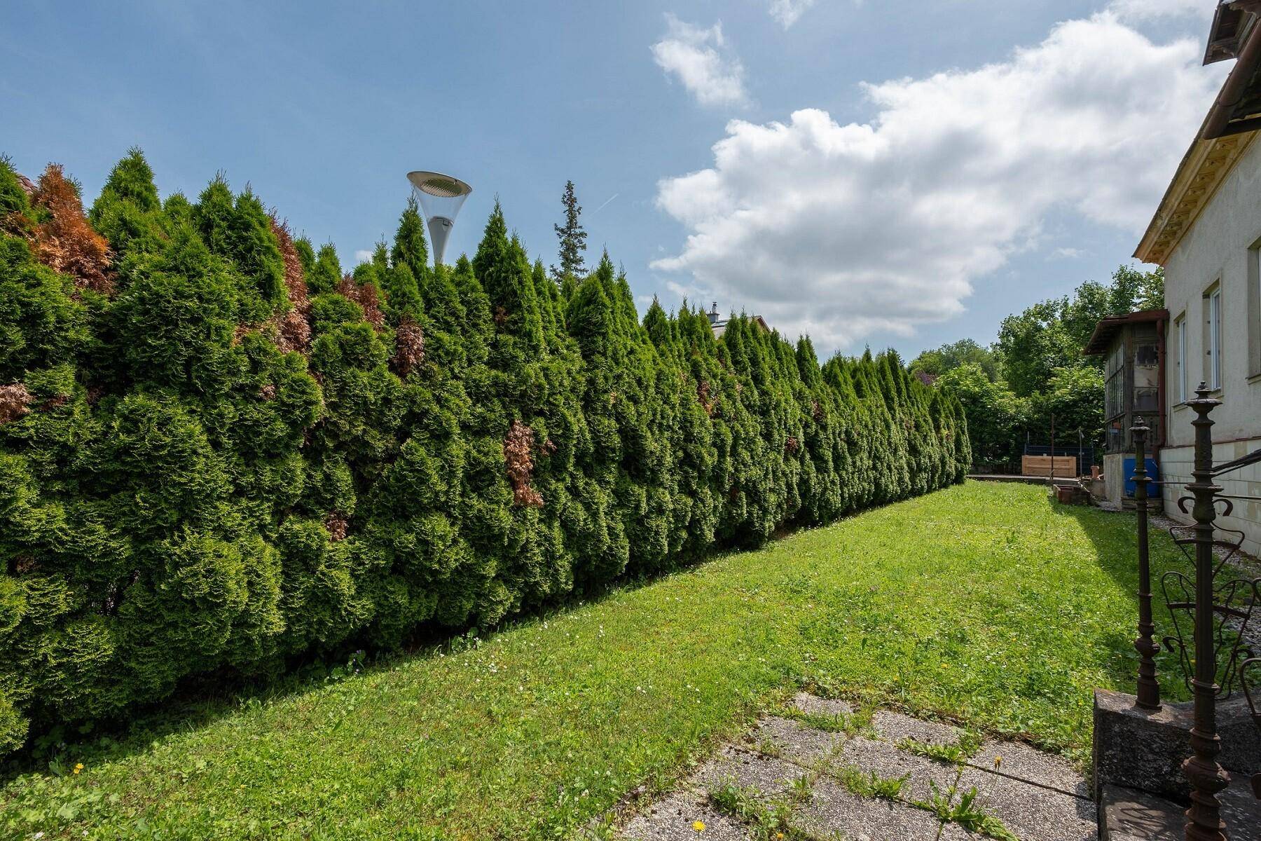 Großer Garten mit hoher Hecke und Blick auf die Hausfassade unter blauem Himmel.