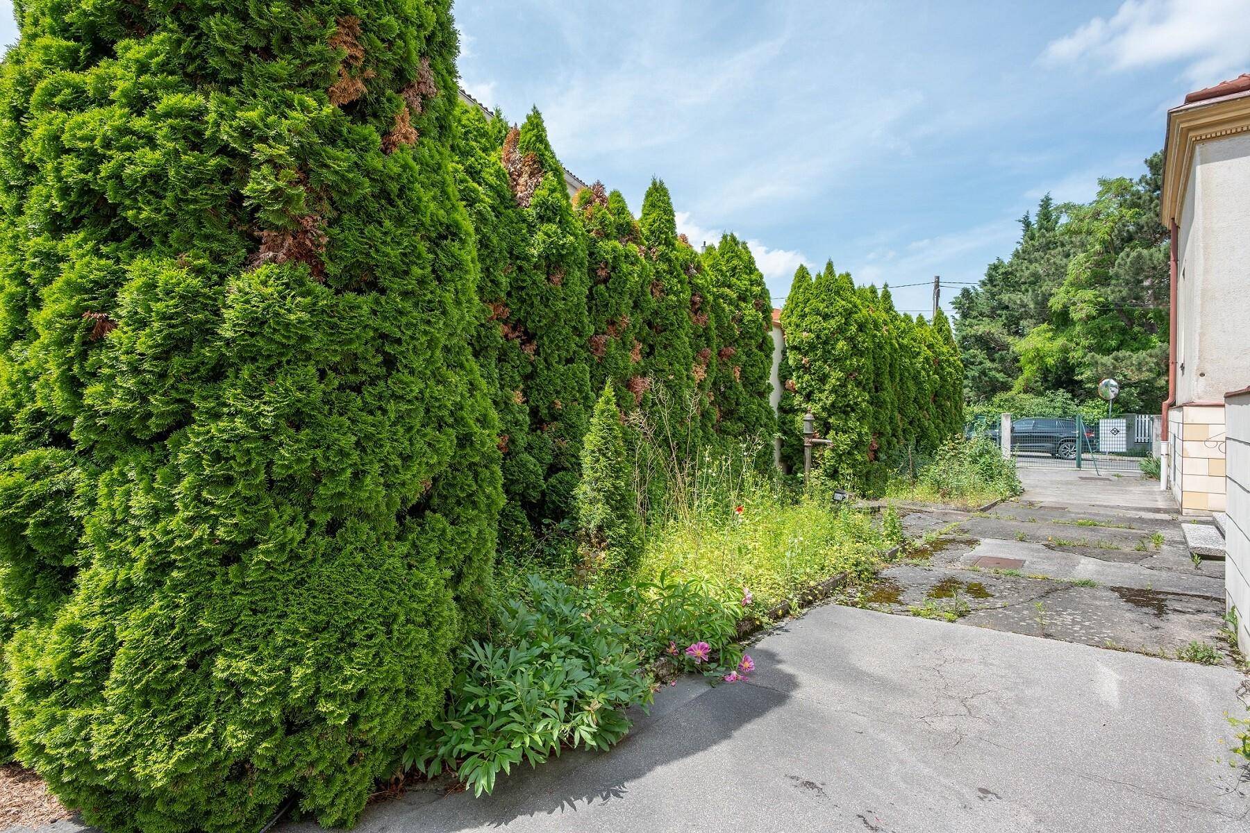 Gepflasterter Weg entlang einer hohen Hecke mit üppiger Bepflanzung und Zugang zum Grundstück.