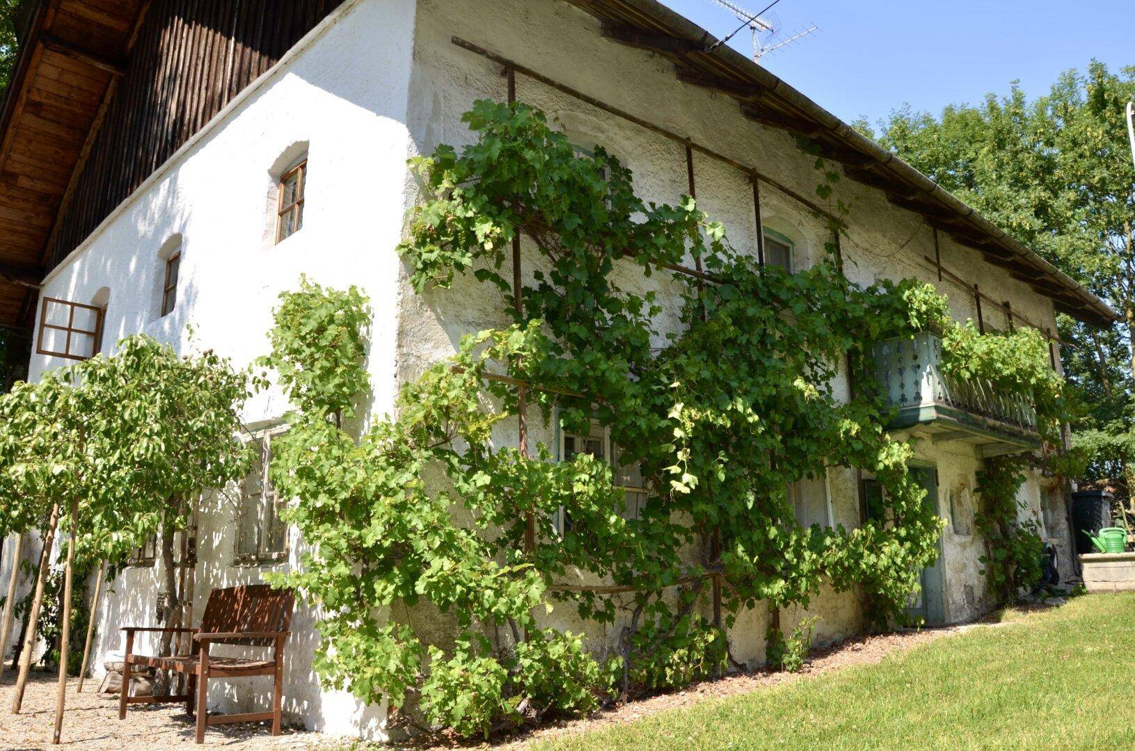 Altes Bauernhaus mit weißer Fassade, bewachsen mit Kletterpflanzen und traditionellem Ziegeldach.