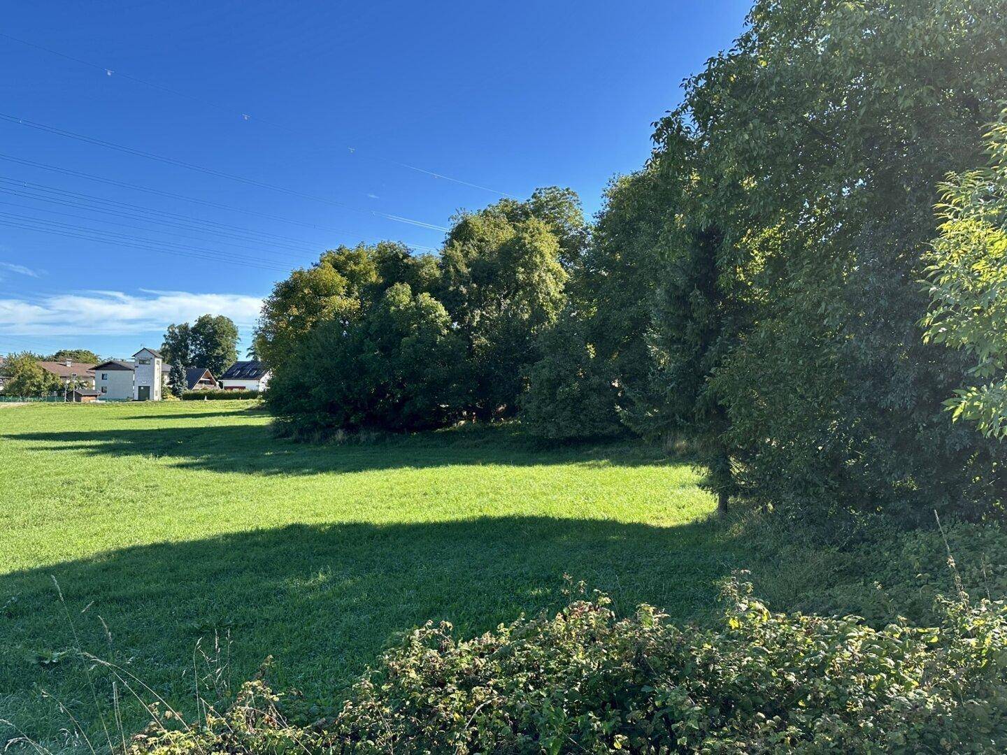 Weitläufige grüne Wiese mit Bäumen im Hintergrund und blauem Himmel an einem sonnigen Tag.