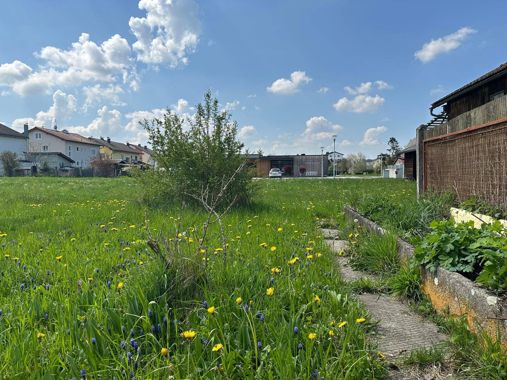 Grüne Wiese mit gelben und blauen Wildblumen, umgeben von Häusern und einem Weg.