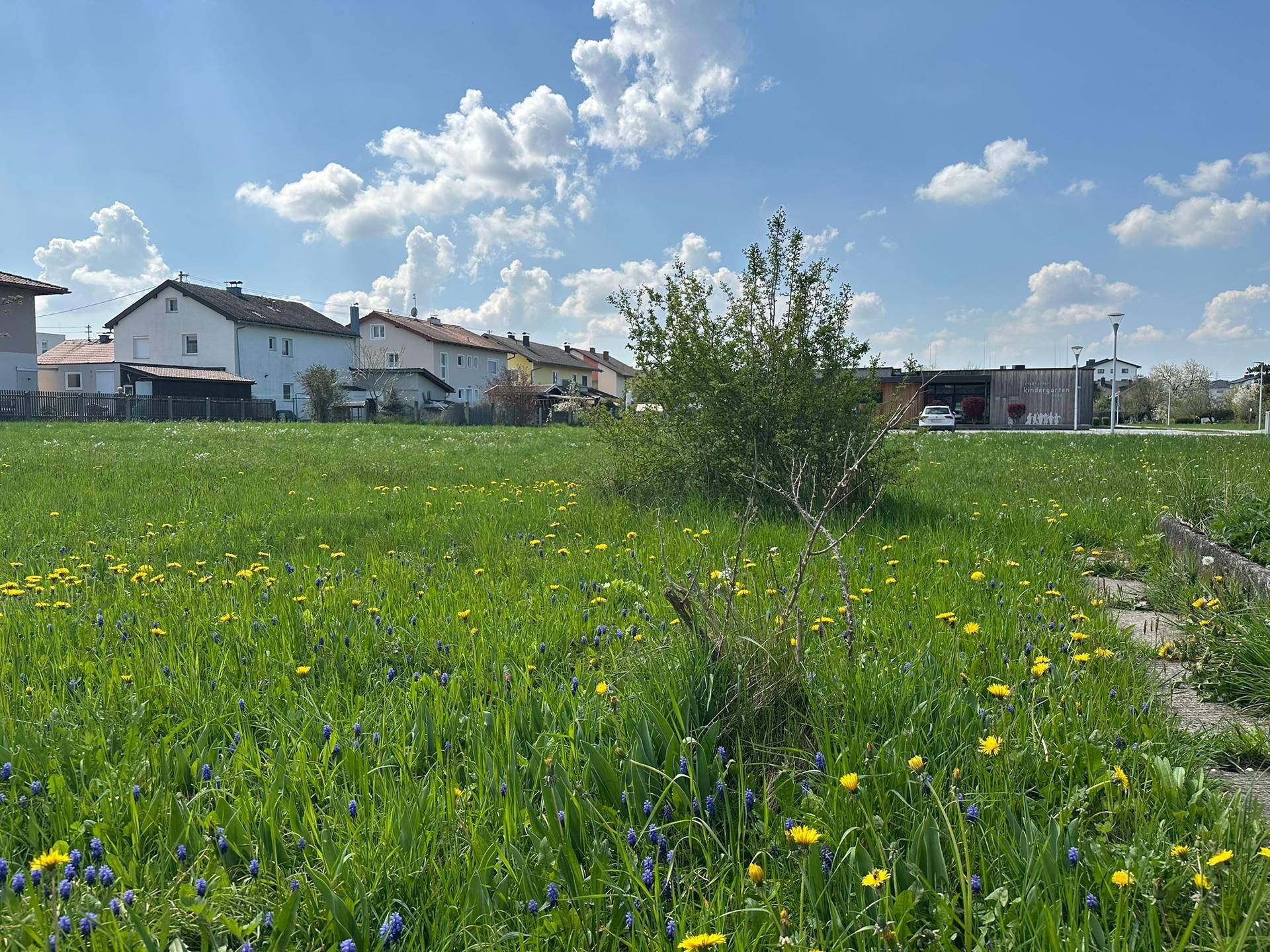 Sonnige Wiese voller Wildblumen in Gelb und Blau, mit Häusern im Hintergrund.