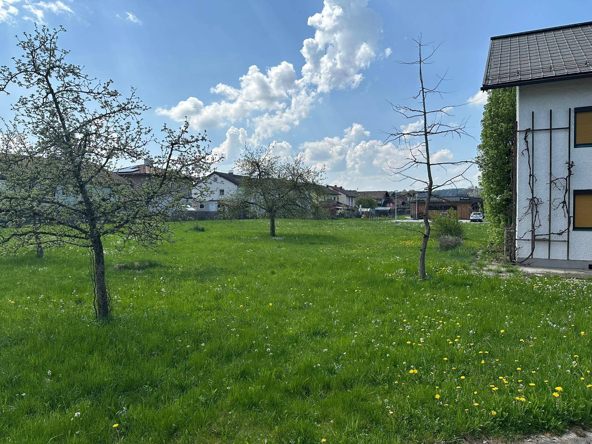 Grüne Wiese mit mehreren jungen Bäumen und einem Wohnhaus am Rand des Grundstücks.
