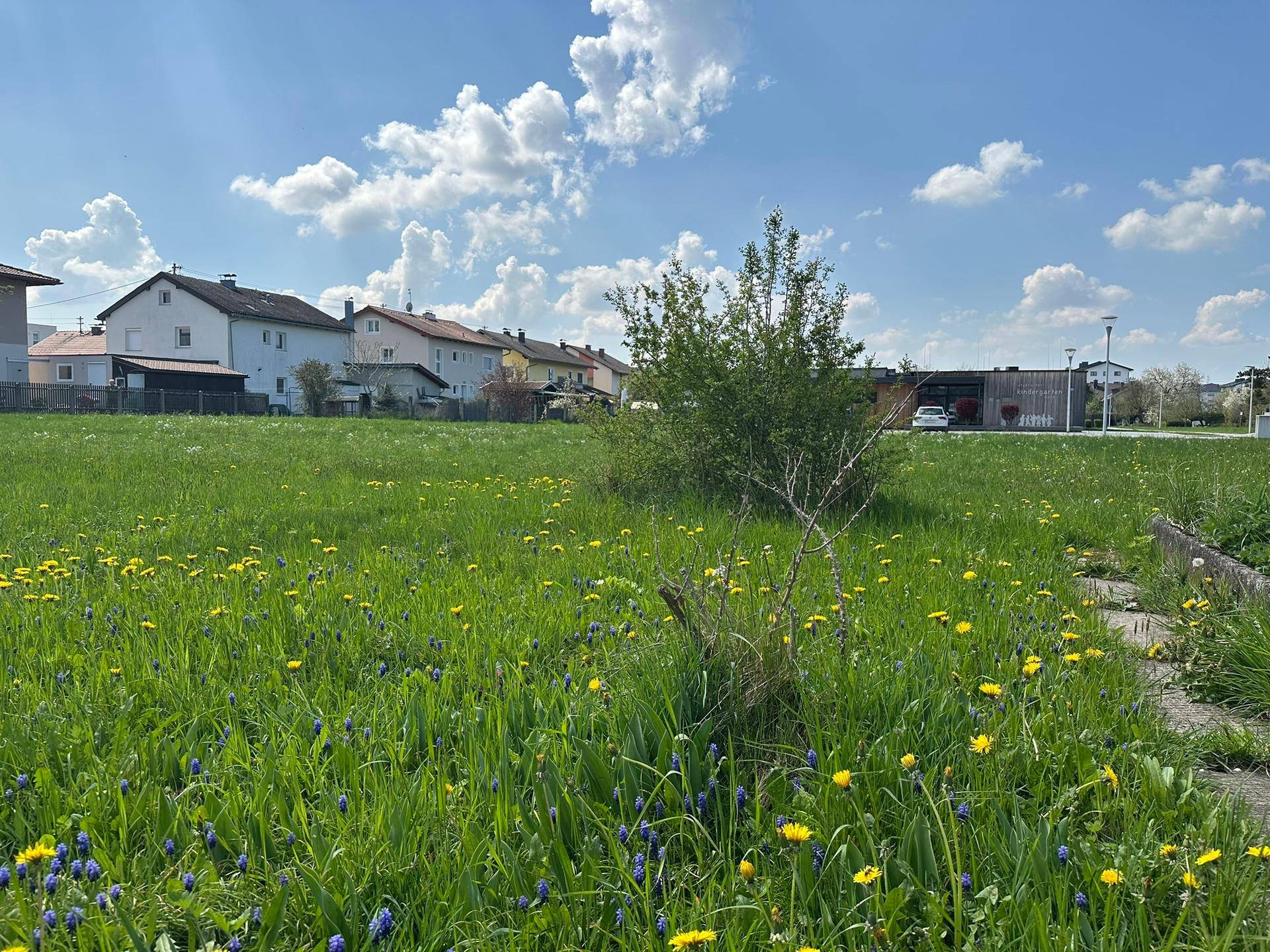 Blühende grüne Wiese mit gelben und blauen Blumen, umgeben von Wohngebäuden.