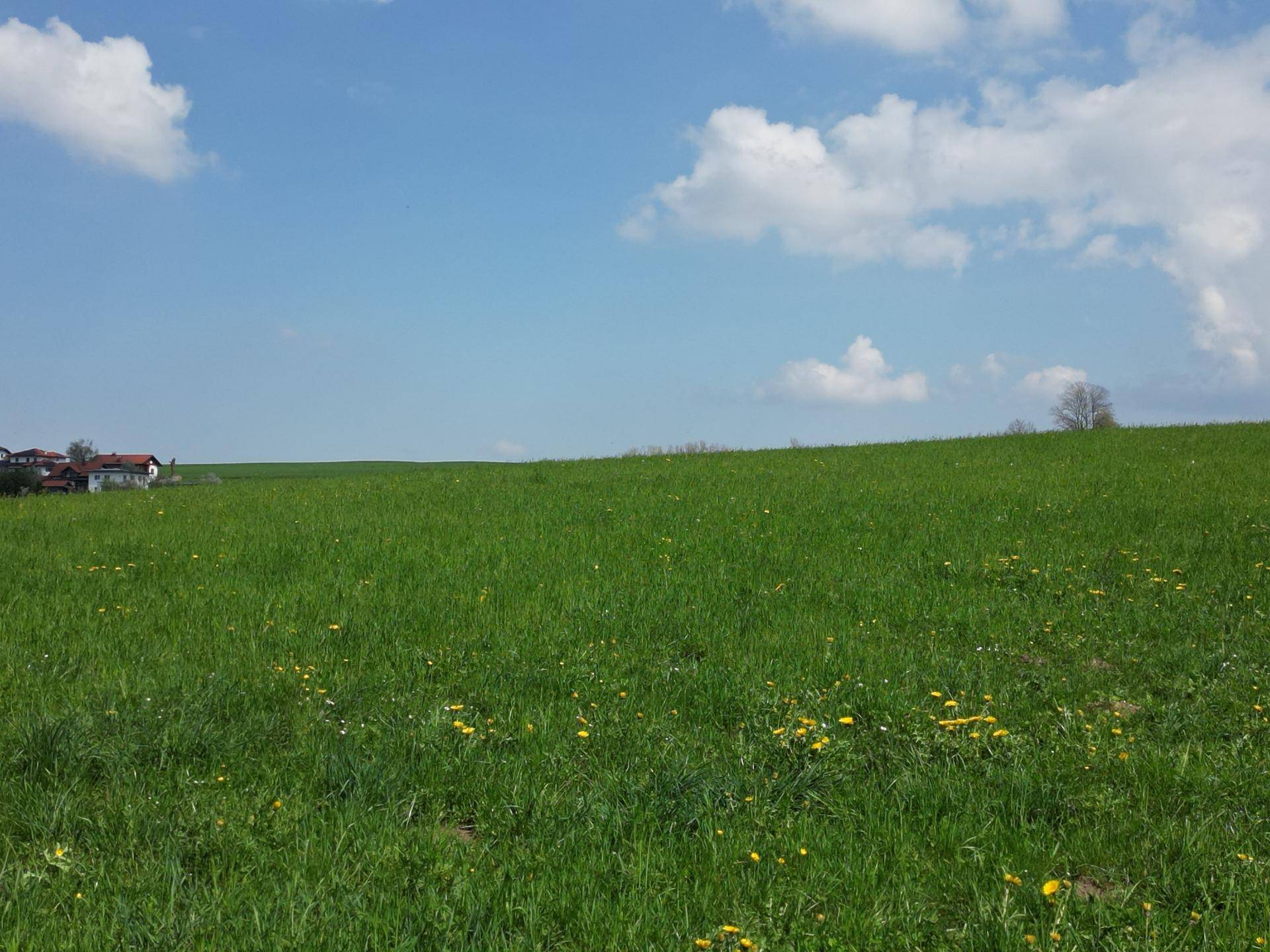 Weite grüne Wiesenfläche mit vereinzelten Häusern am Horizont unter klarem blauem Himmel.