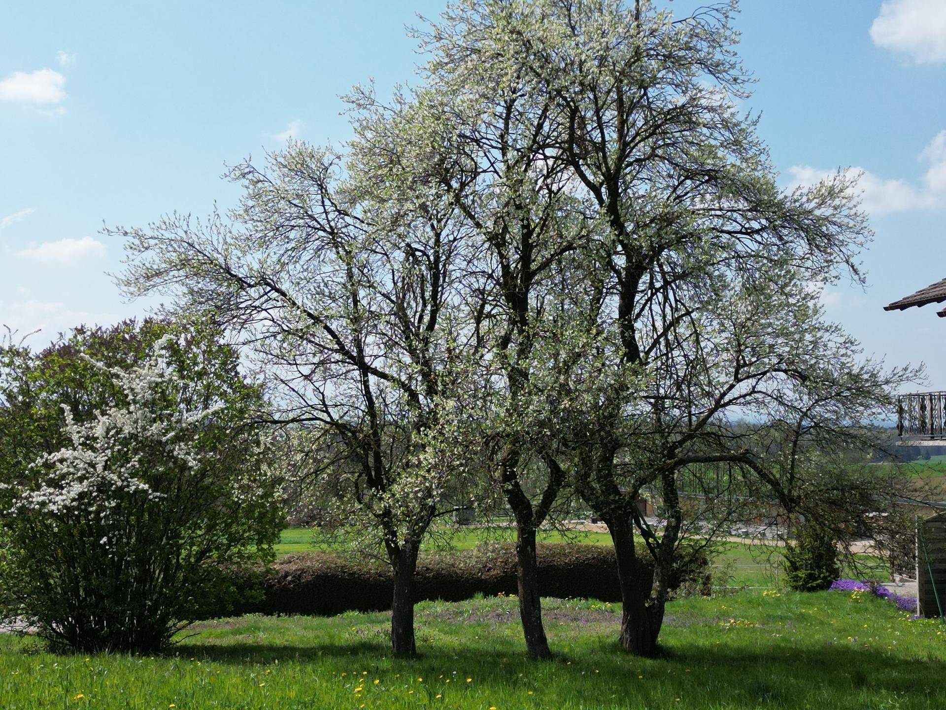 Gruppe von blühenden Bäumen auf einer grünen Wiese mit weiteren Sträuchern im Hintergrund.