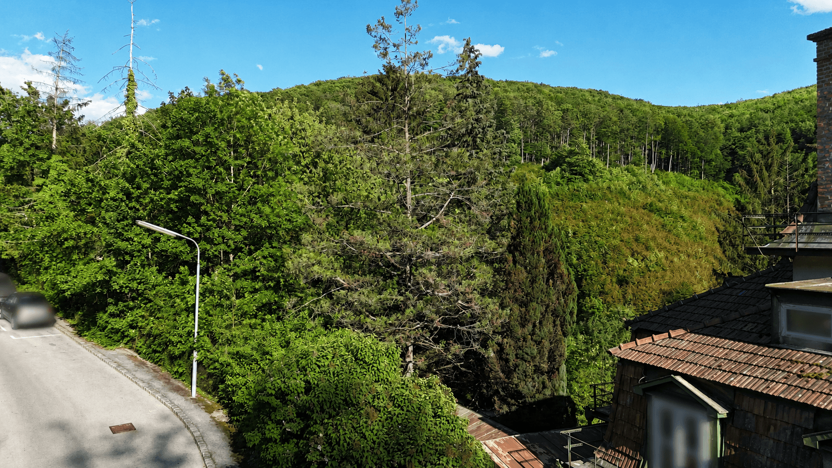 Grüne Hügellandschaft mit dichtem Baumbestand und einer Straße am Rand.
