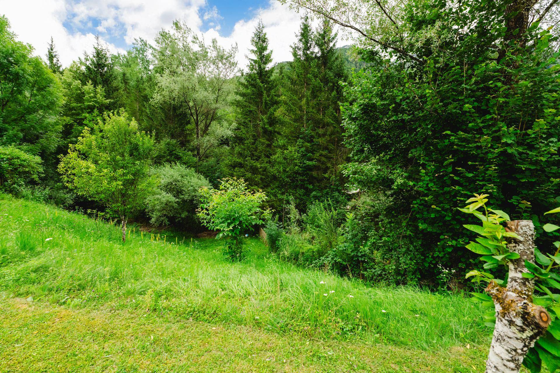 Üppige grüne Landschaft mit Bäumen und natürlicher Vegetation, die eine ruhige Umgebung schafft.