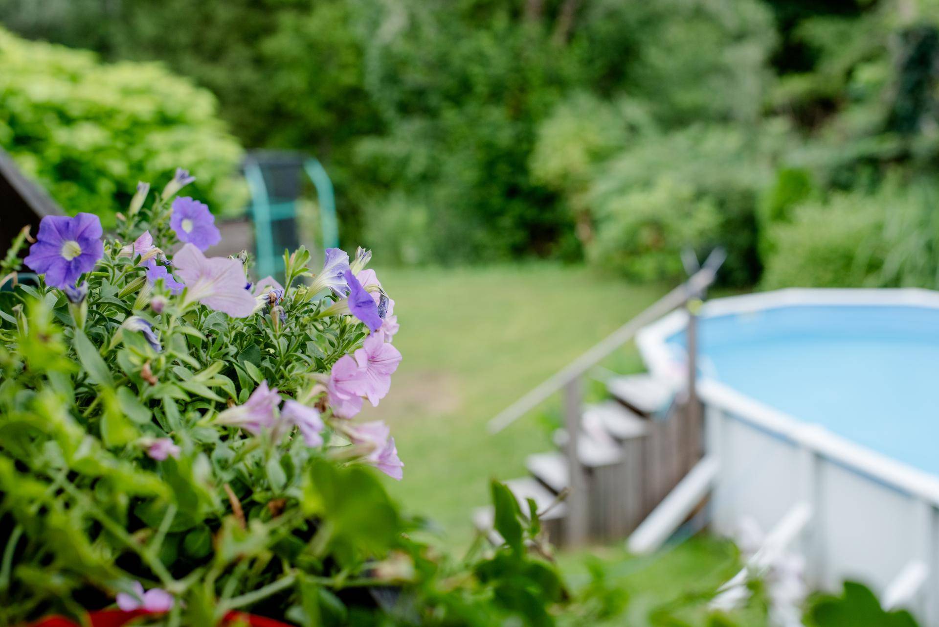 Bunte Blumen im Vordergrund mit einem oberirdischen Pool und Trampolin im unscharfen Hintergrund.