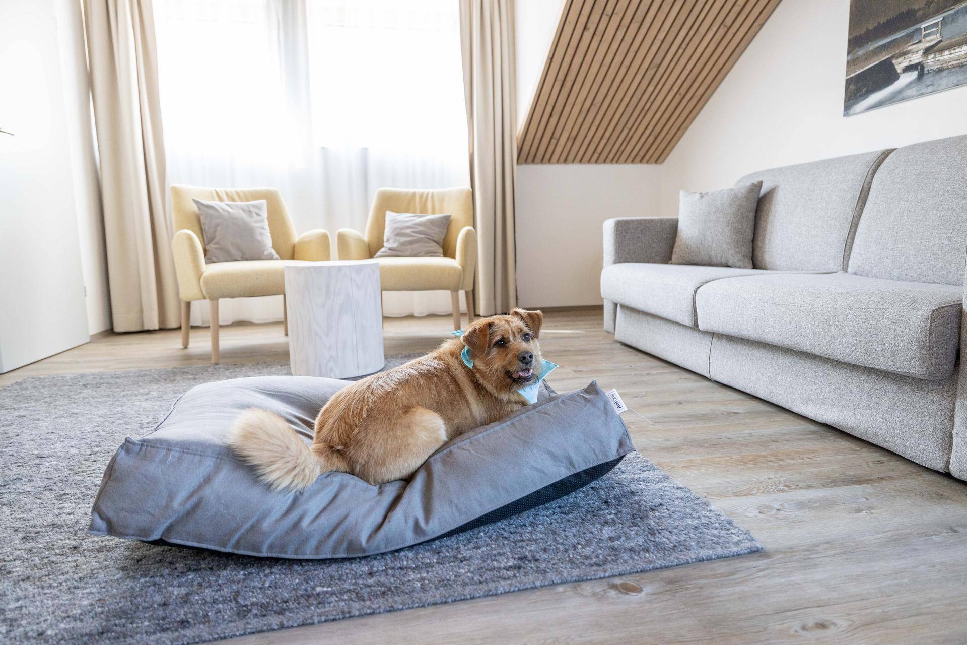 Heller Wohnbereich mit bequemen Sitzmöbeln, Teppich und einem Hund auf seinem Bett.