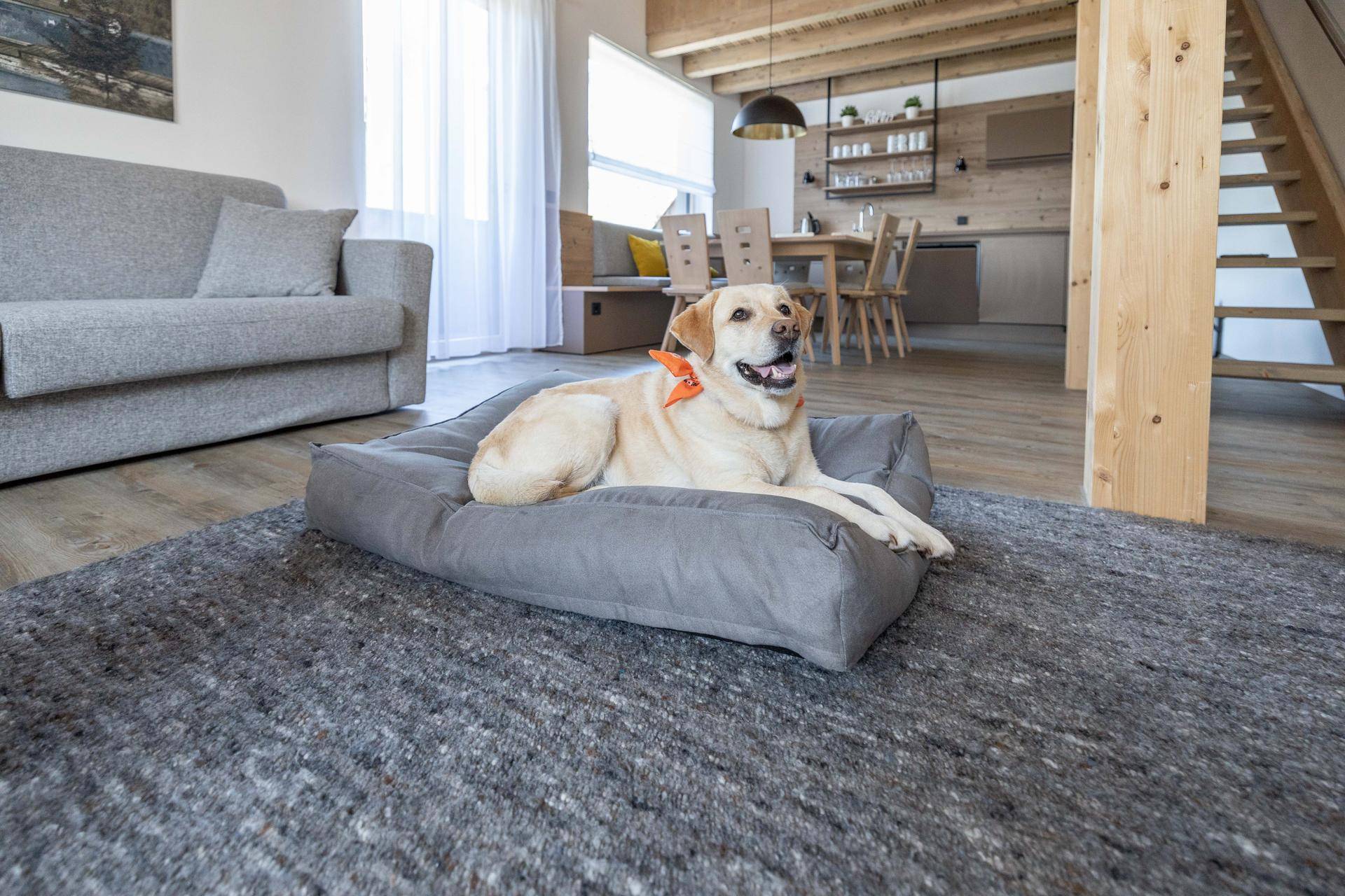 Labrador auf einem Hundebett im offenen Wohnbereich mit Blick zur Küche.