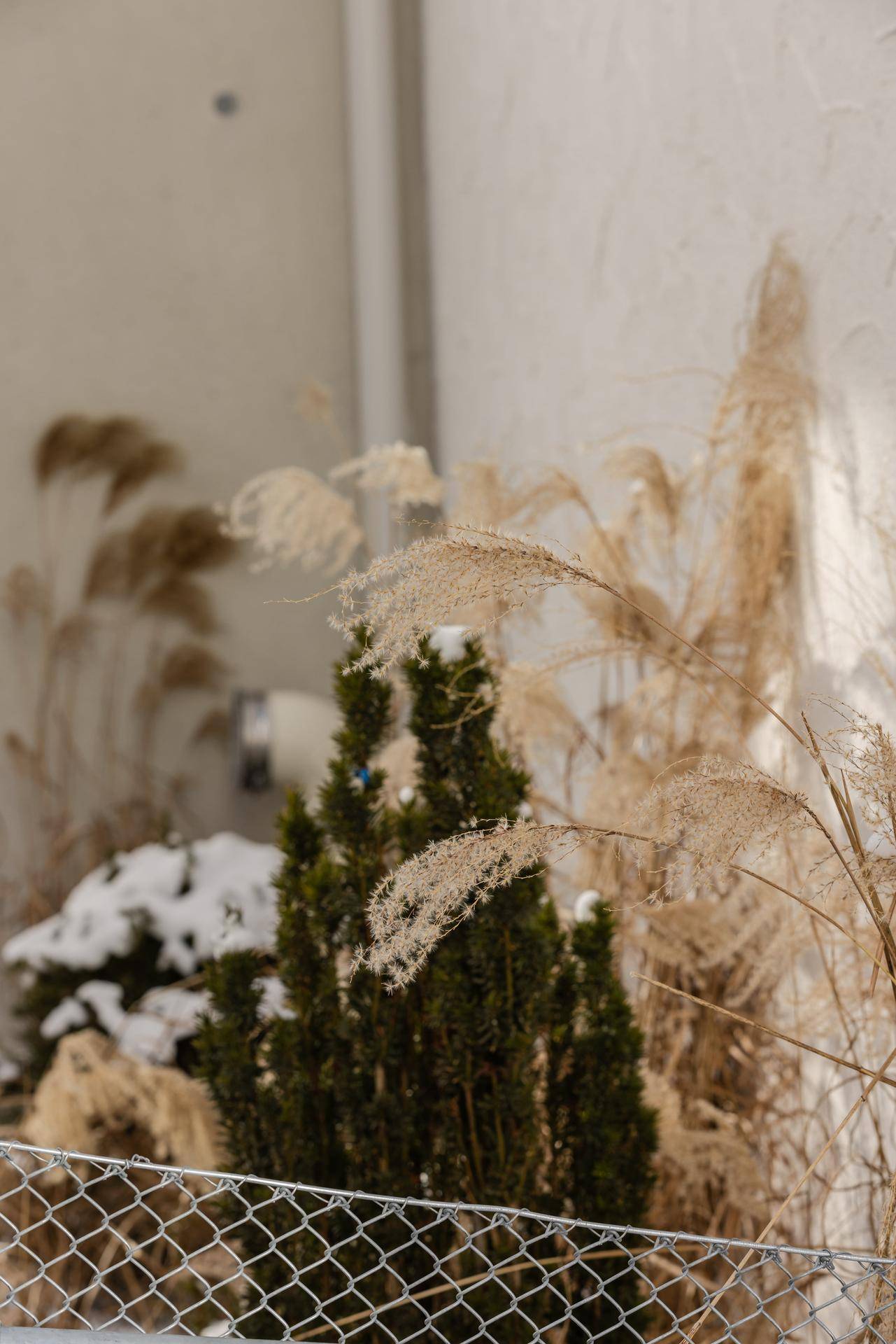Detailaufnahme von Pflanzen und Gräsern im Schnee, mit einem Zaun im Vordergrund.