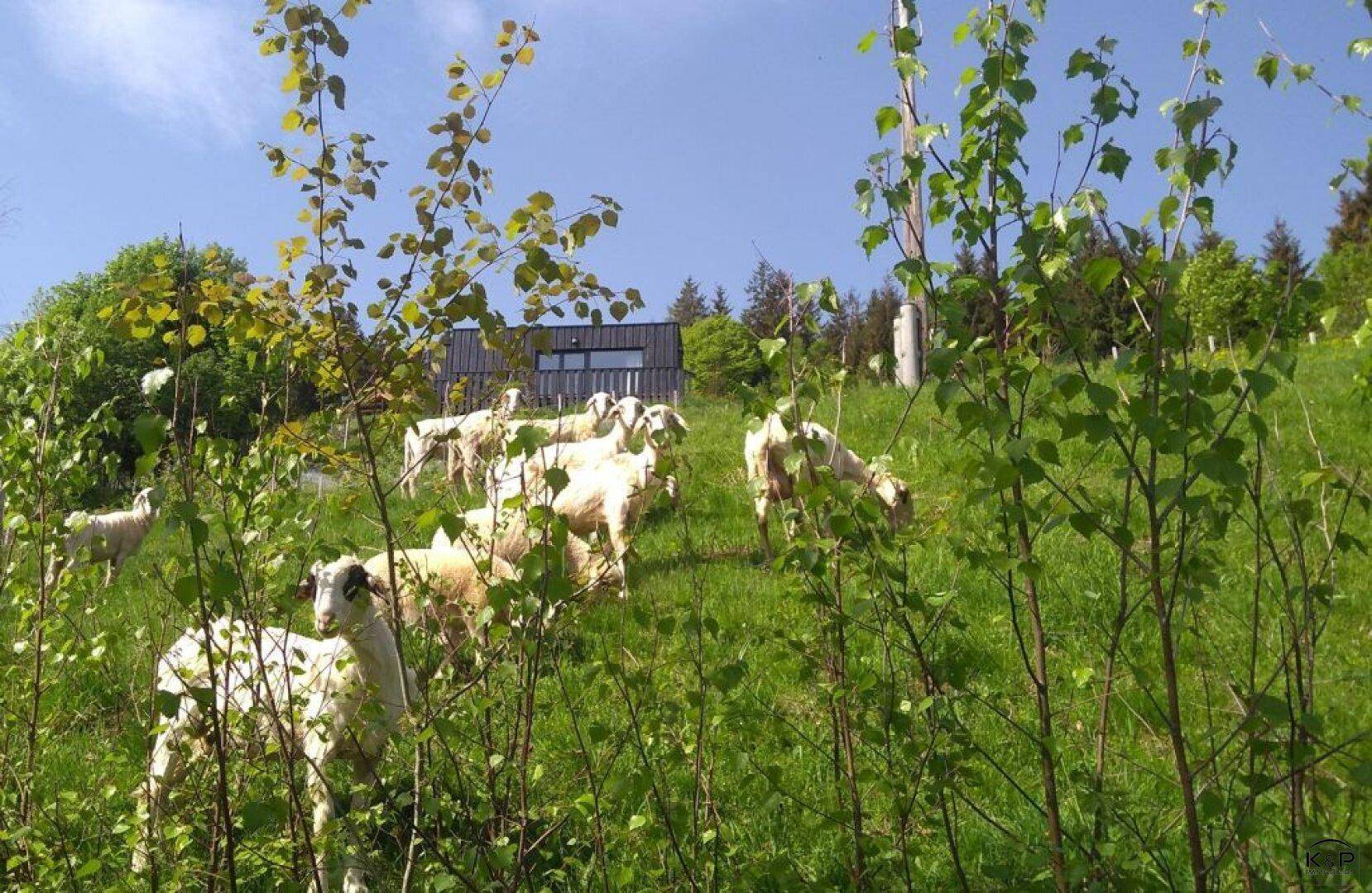Schafe grasen auf einer grünen Wiese mit einem modernen Gebäude im Hintergrund unter blauem Himmel.