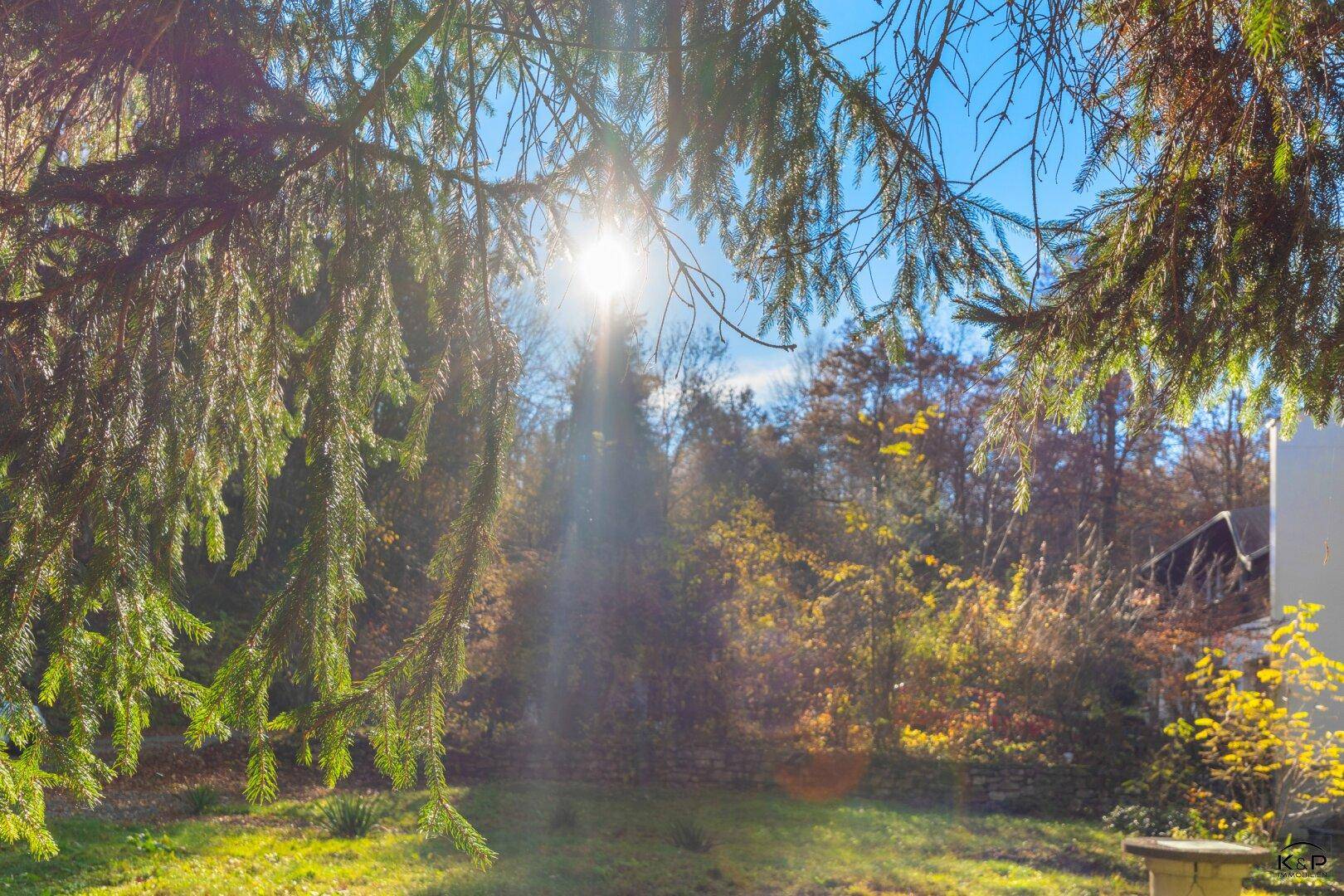 Sonniger Gartenbereich mit viel Grün und Bäumen, durchzogen von hellem Sonnenlicht.
