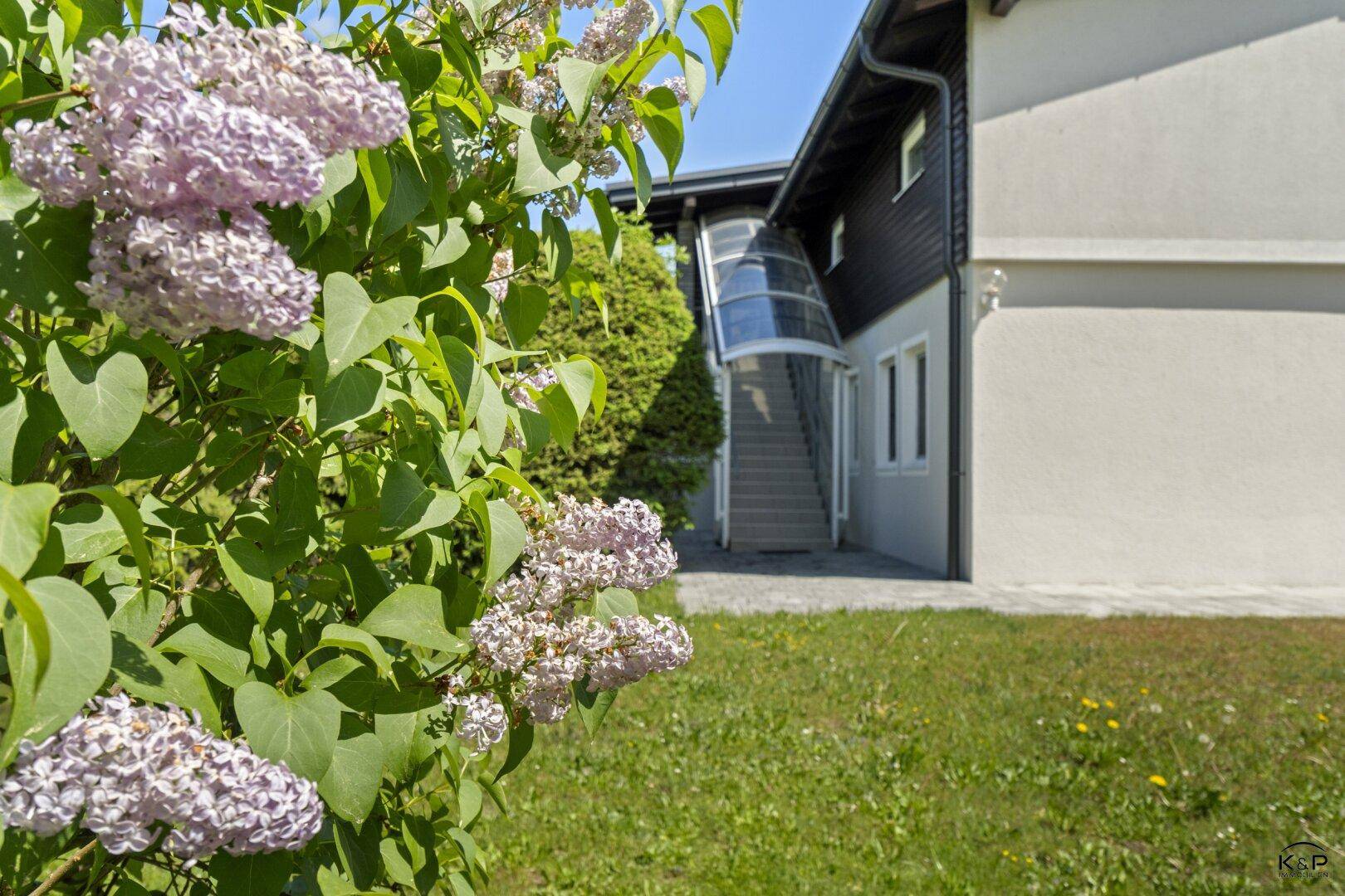 Blühender Fliederbusch im Vorgarten mit Blick auf die Hausfassade und die Außentreppe.