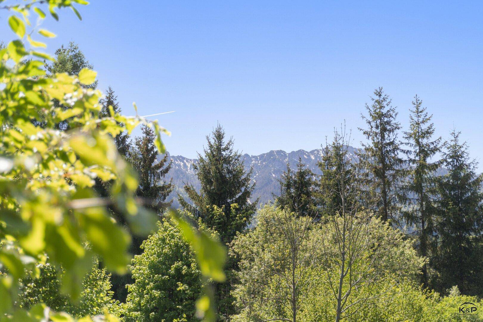Blick durch frisches Grün auf majestätische, schneebedeckte Berge und dichte Nadelwälder.