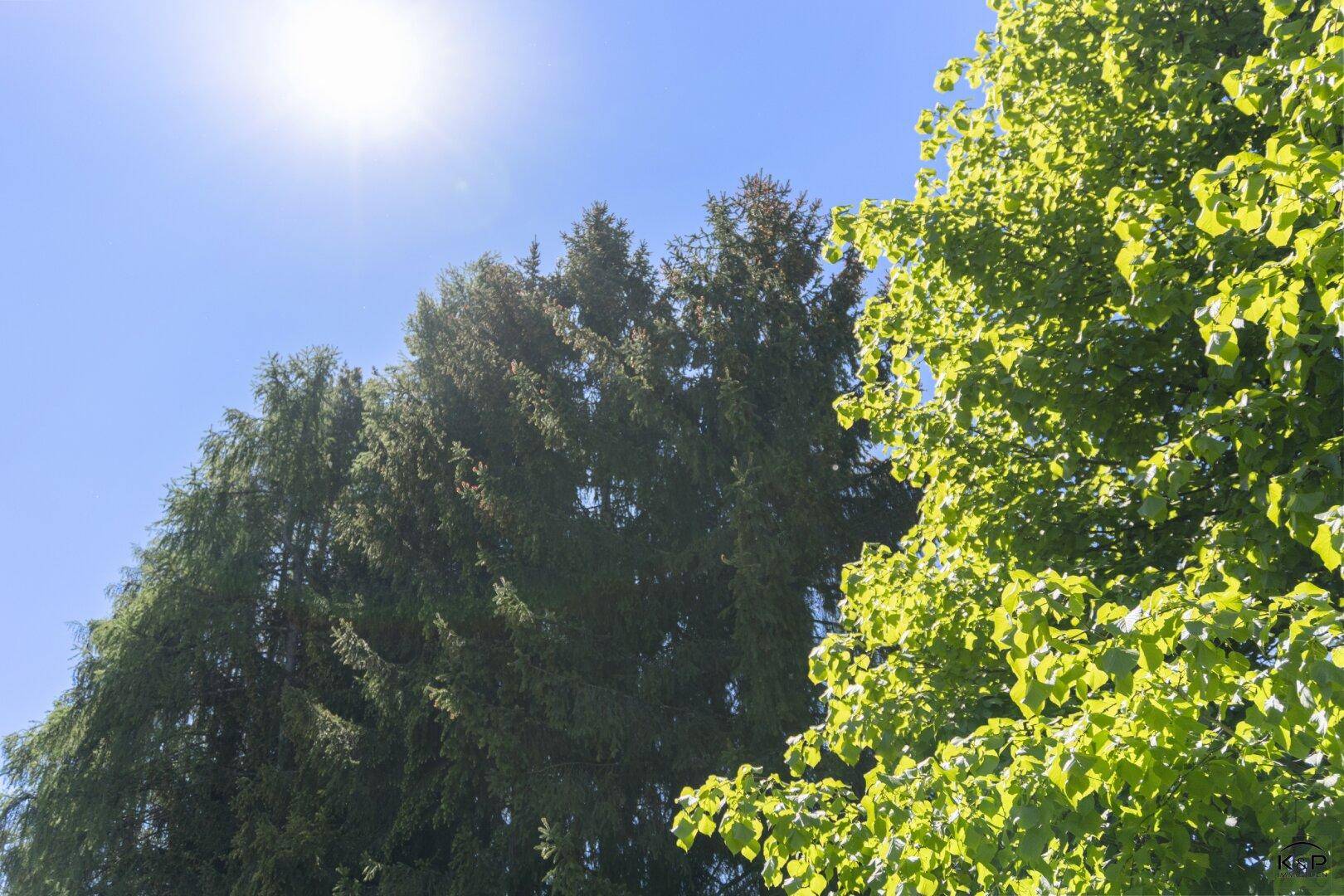 Zwei verschiedene Baumarten unter strahlend blauem Himmel, von der Sonne beleuchtet.