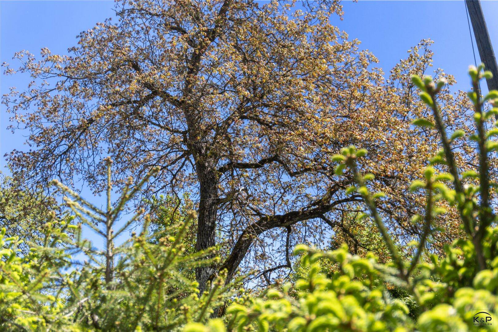 Großer Laubbaum mit hellgrünen Blättern, umgeben von Nadelbäumen unter blauem Himmel.