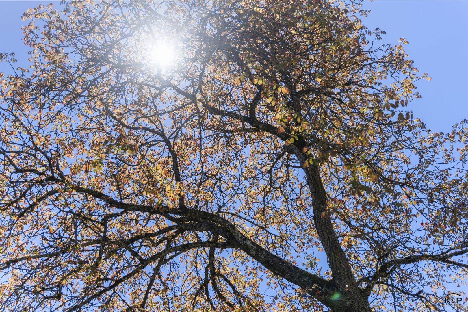 Natur trifft Freiheit – großzügiges Grundstück für Menschen mit Visionen - Ansicht 5