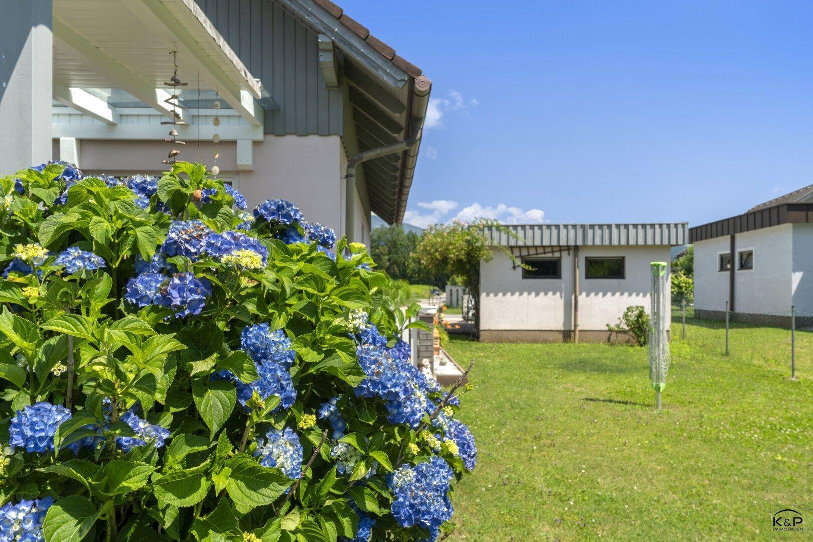 Blühende Hortensien im grünen Gartenbereich neben dem Haus unter blauem Himmel.