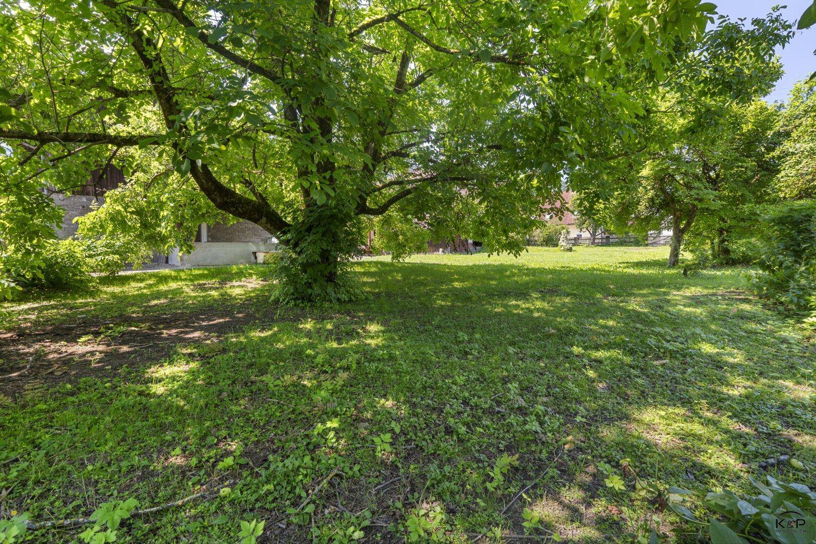 Schattiger Gartenbereich mit einem großen, alten Baum und üppigem Grün.