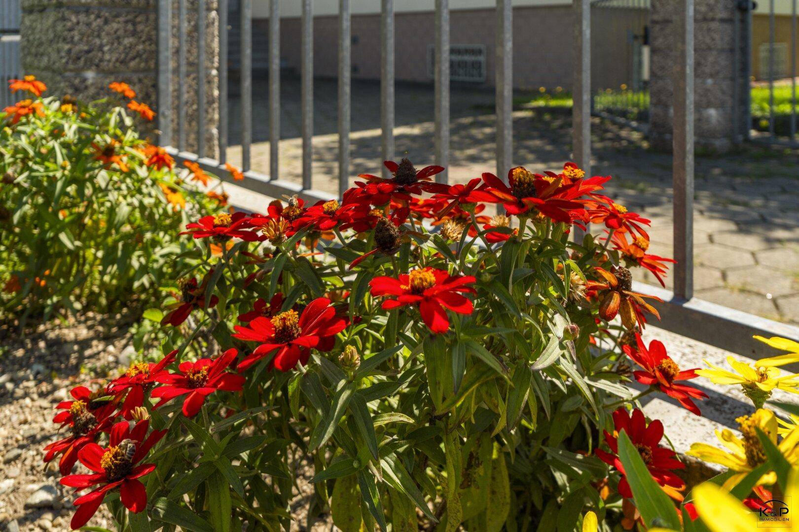 Leuchtend rote Blumen in einem Gartenbeet neben einem Metallzaun, beleuchtet von der Sonne.