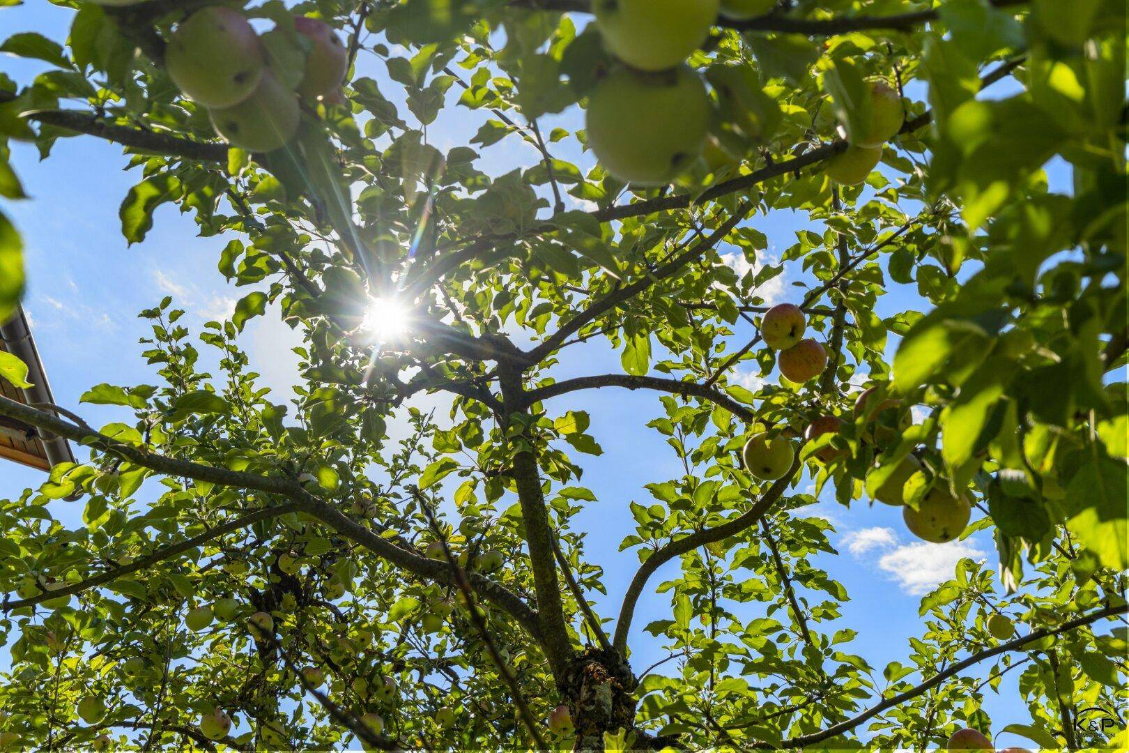 Sonnenlicht scheint durch die Blätter eines Apfelbaums mit reifenden Früchten im Garten.