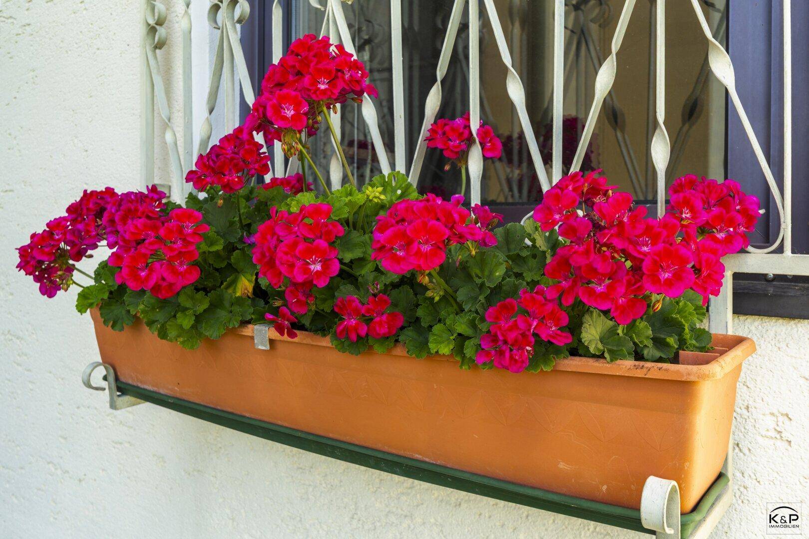 Ein Blumenkasten mit leuchtend roten Geranien schmückt ein Fenster an der Hausfassade.