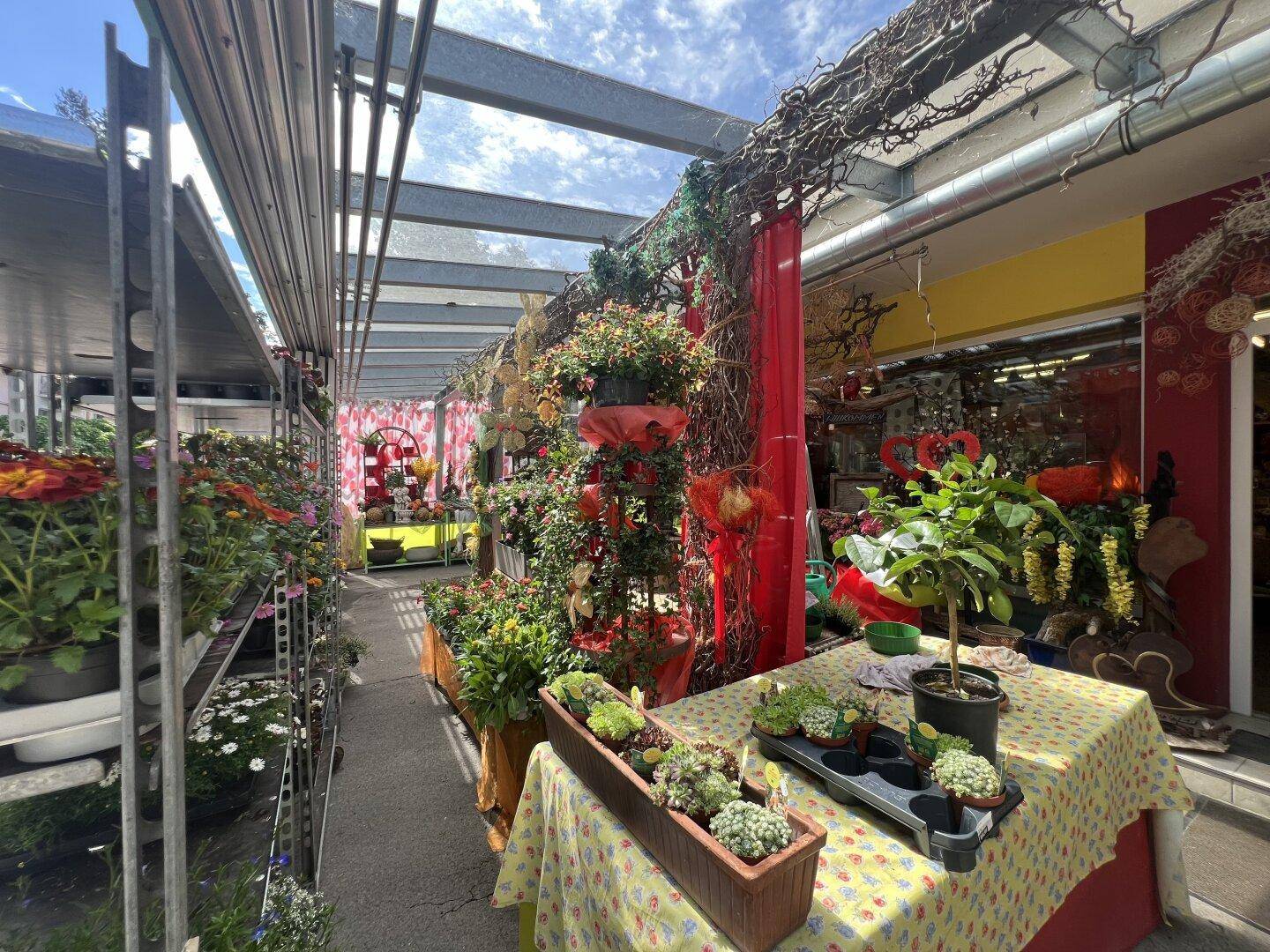 Blick durch den Verkaufsraum eines Blumengeschäfts mit vielen Pflanzen und Dekorationsartikeln unter einem Glasdach.