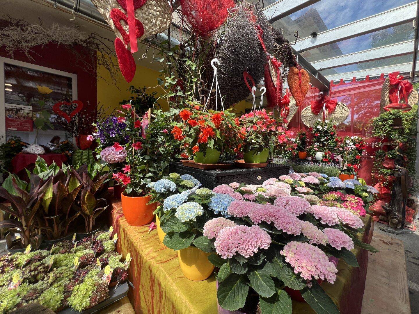 Farbenfrohe Blumen und Pflanzen in Töpfen, ausgestellt in einem hellen Verkaufsraum mit Glasdach.