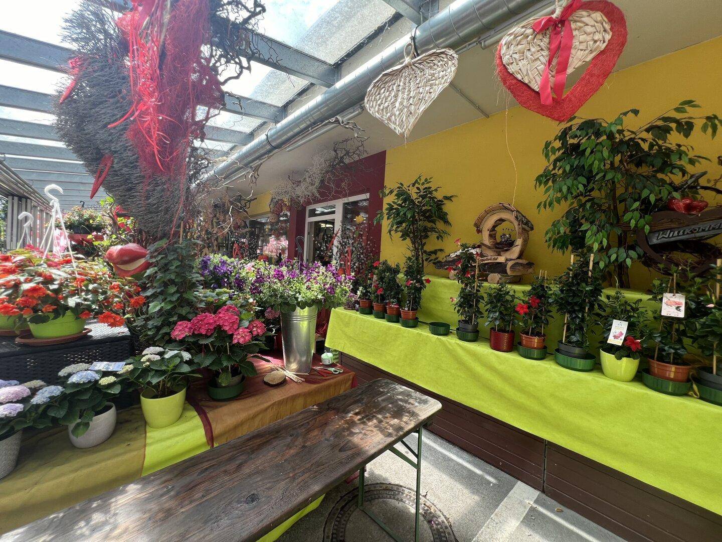 Innenansicht eines Blumengeschäfts mit Pflanzenregalen, einer Holzbank und gelb gestrichenen Wänden.
