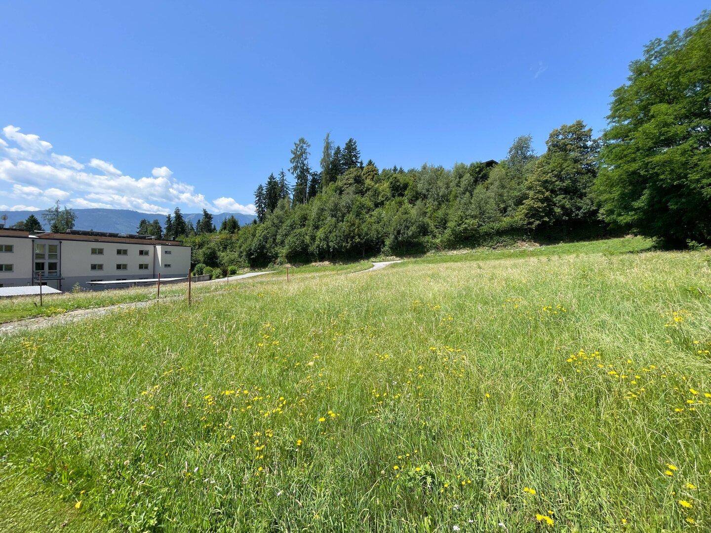 Blühende Wiese mit gelben Blumen und einem Gebäude am Rand, umgeben von Wald.