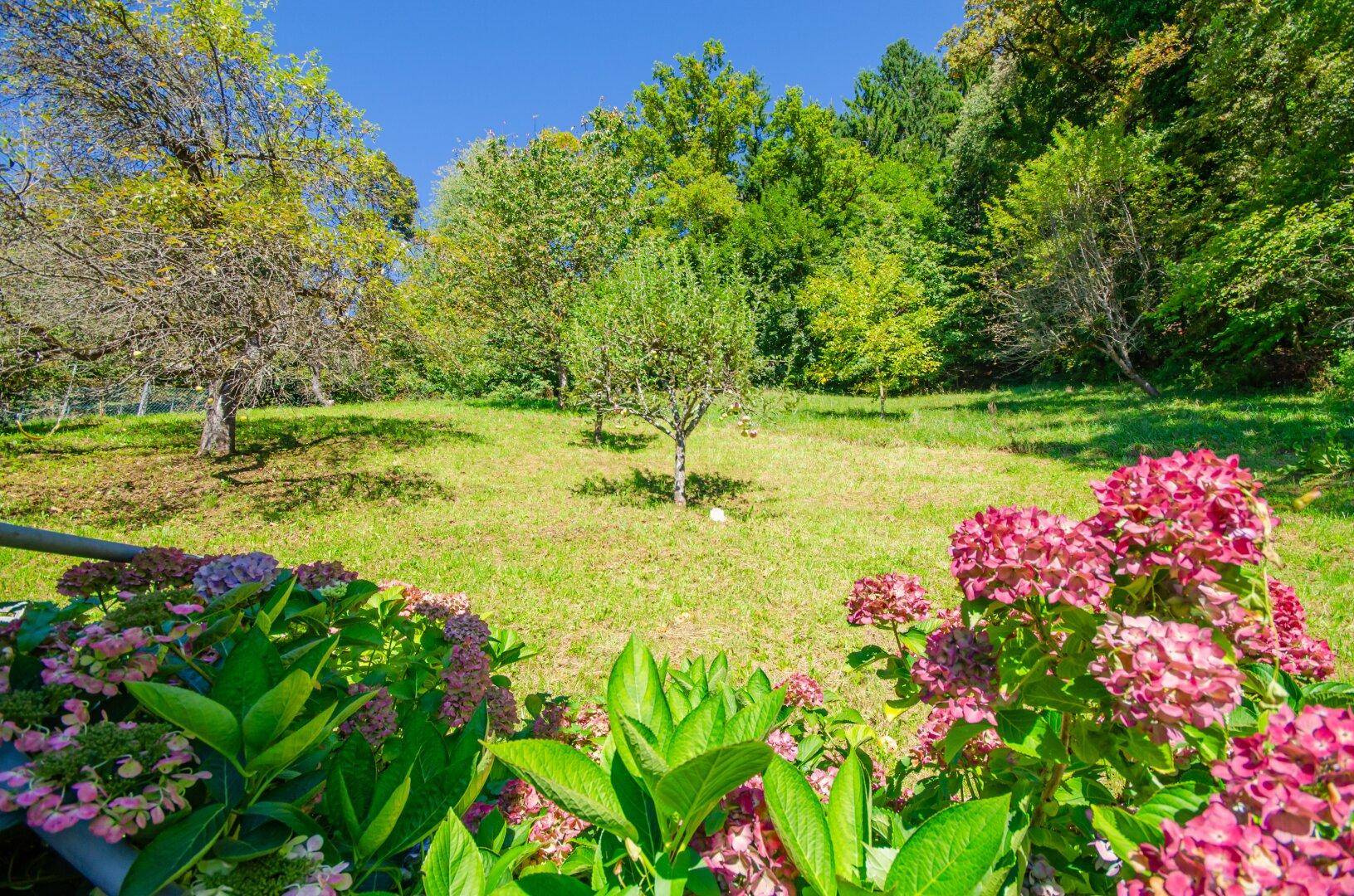 Großer, gepflegter Garten mit blühenden Hortensien und jungen Obstbäumen unter der Sonne.