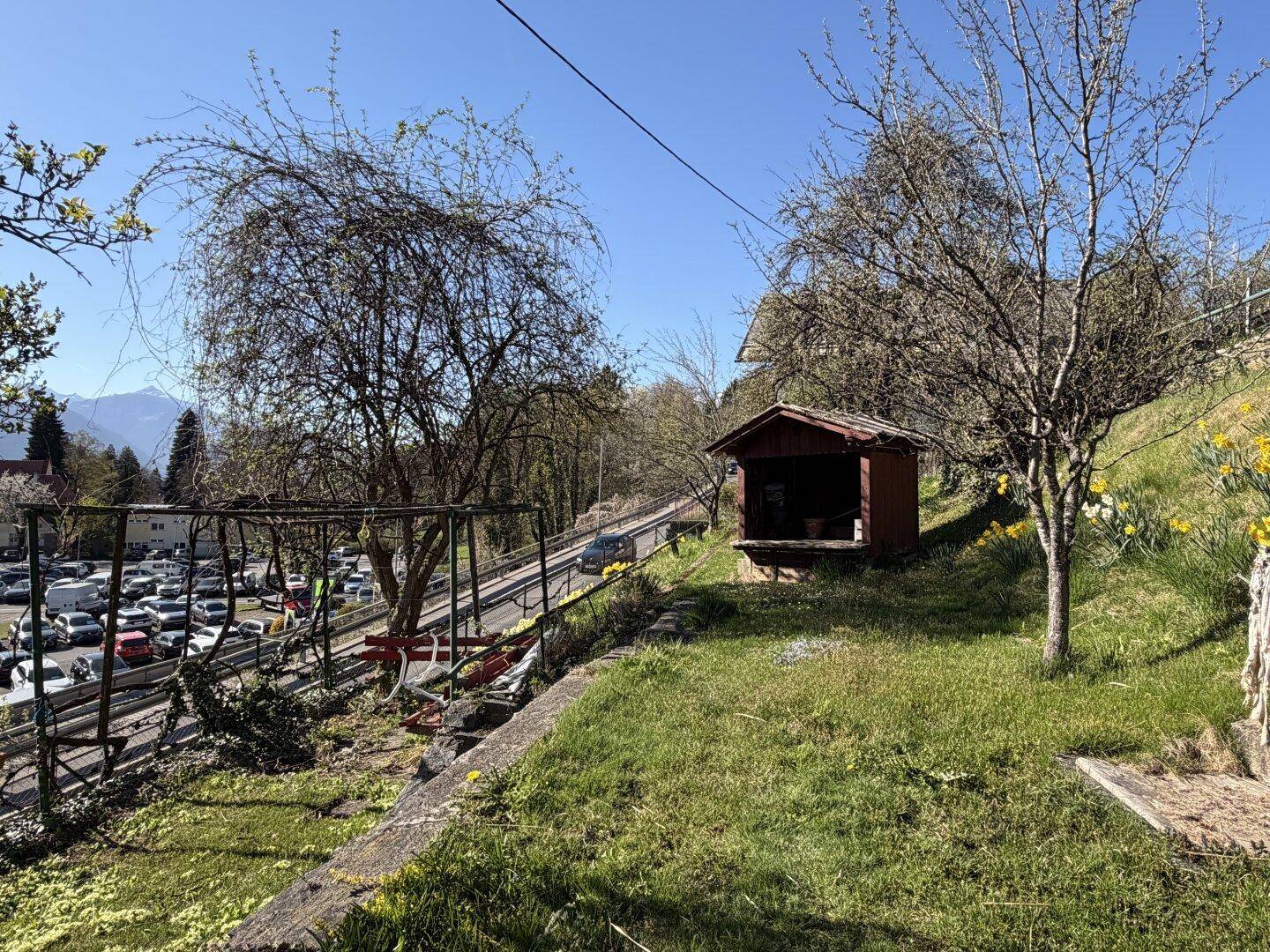 Gartenbereich mit Rasen, Bäumen, Narzissen und einem kleinen Holzschuppen.