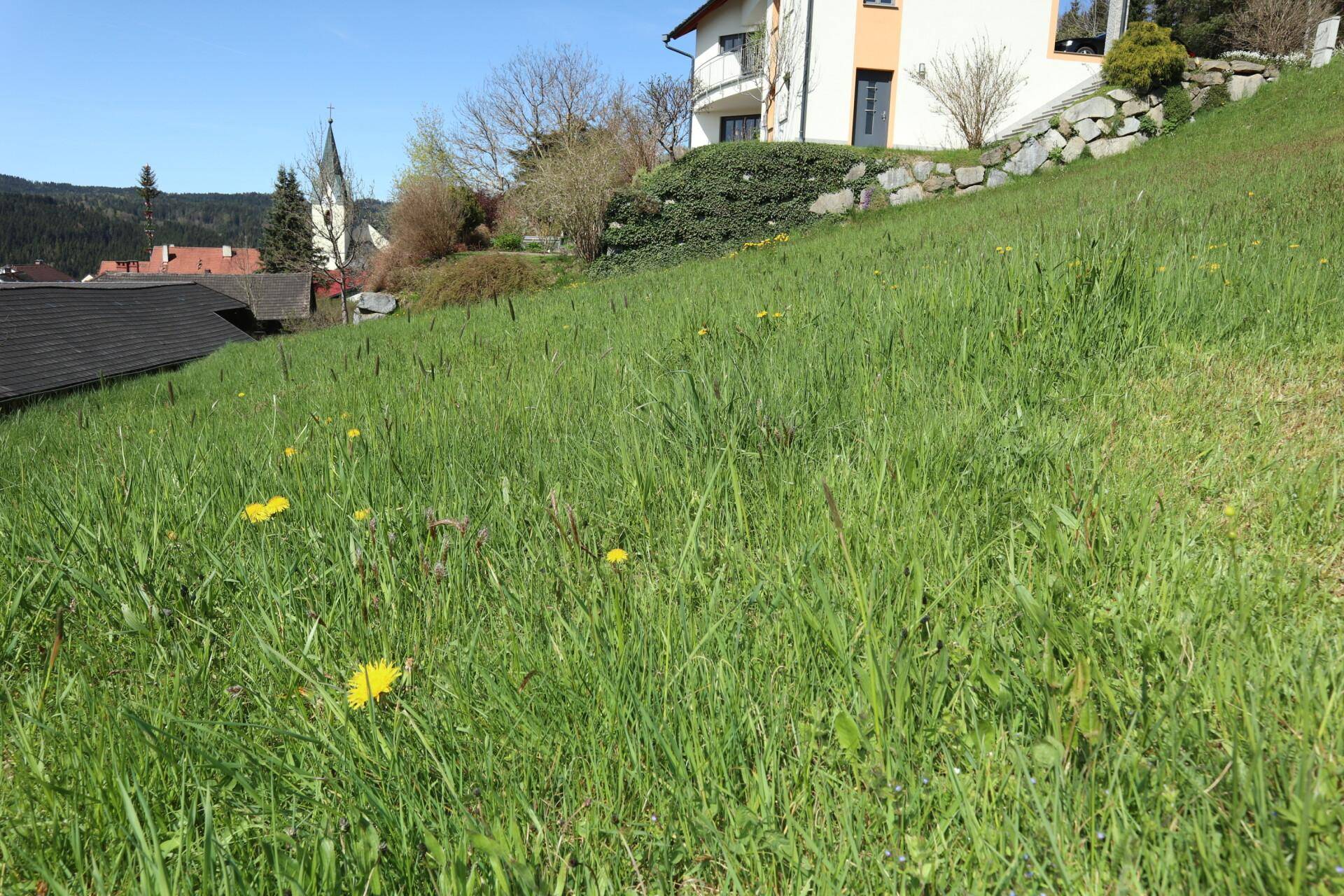 Nahaufnahme einer grünen Wiese mit Löwenzahn, im Hintergrund ein Haus und ein Dorf mit Kirche.