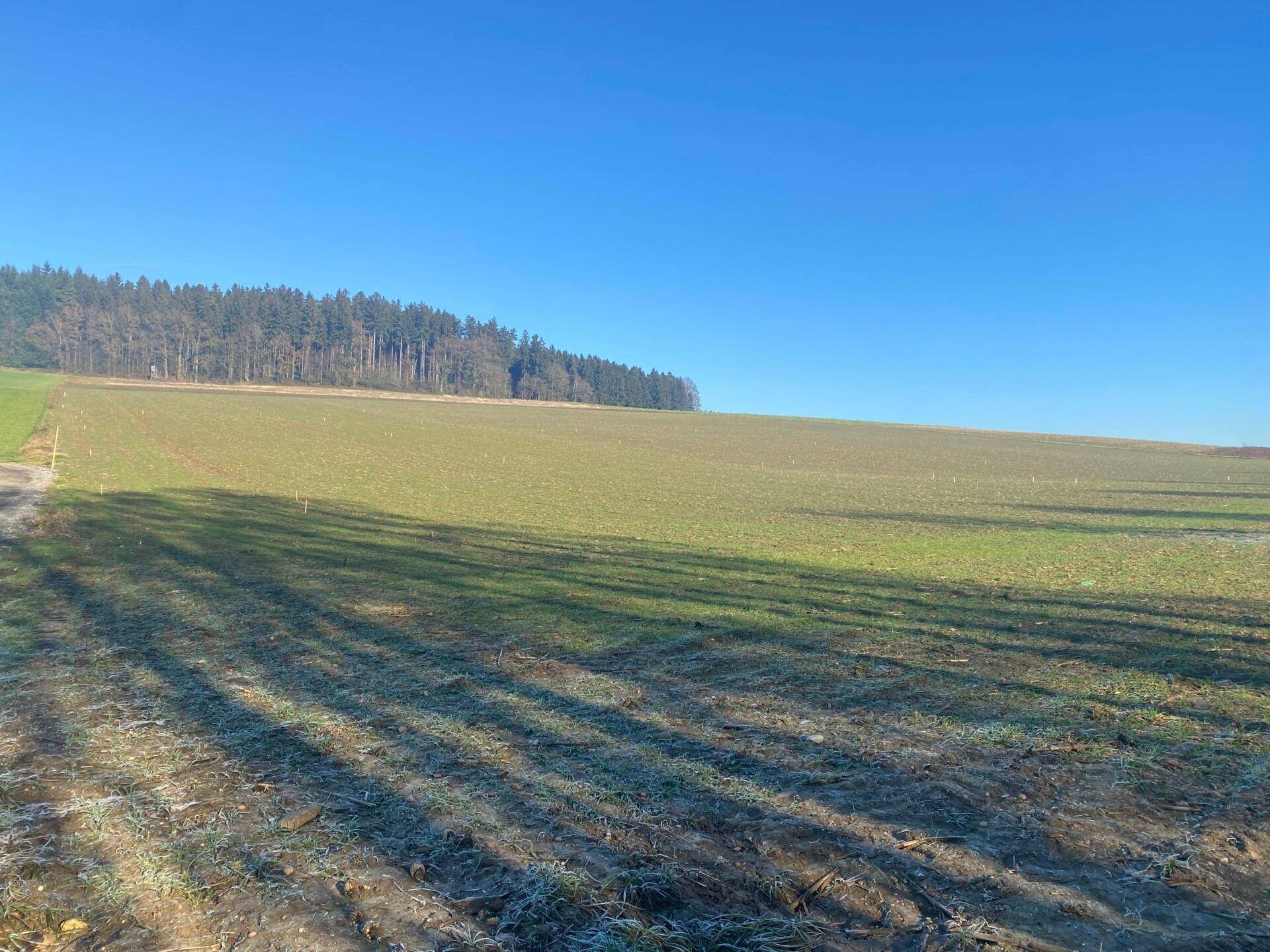 Sonniges Feld mit Blick auf einen dichten Waldrand und weite Landschaft unter klarem blauem Himmel.